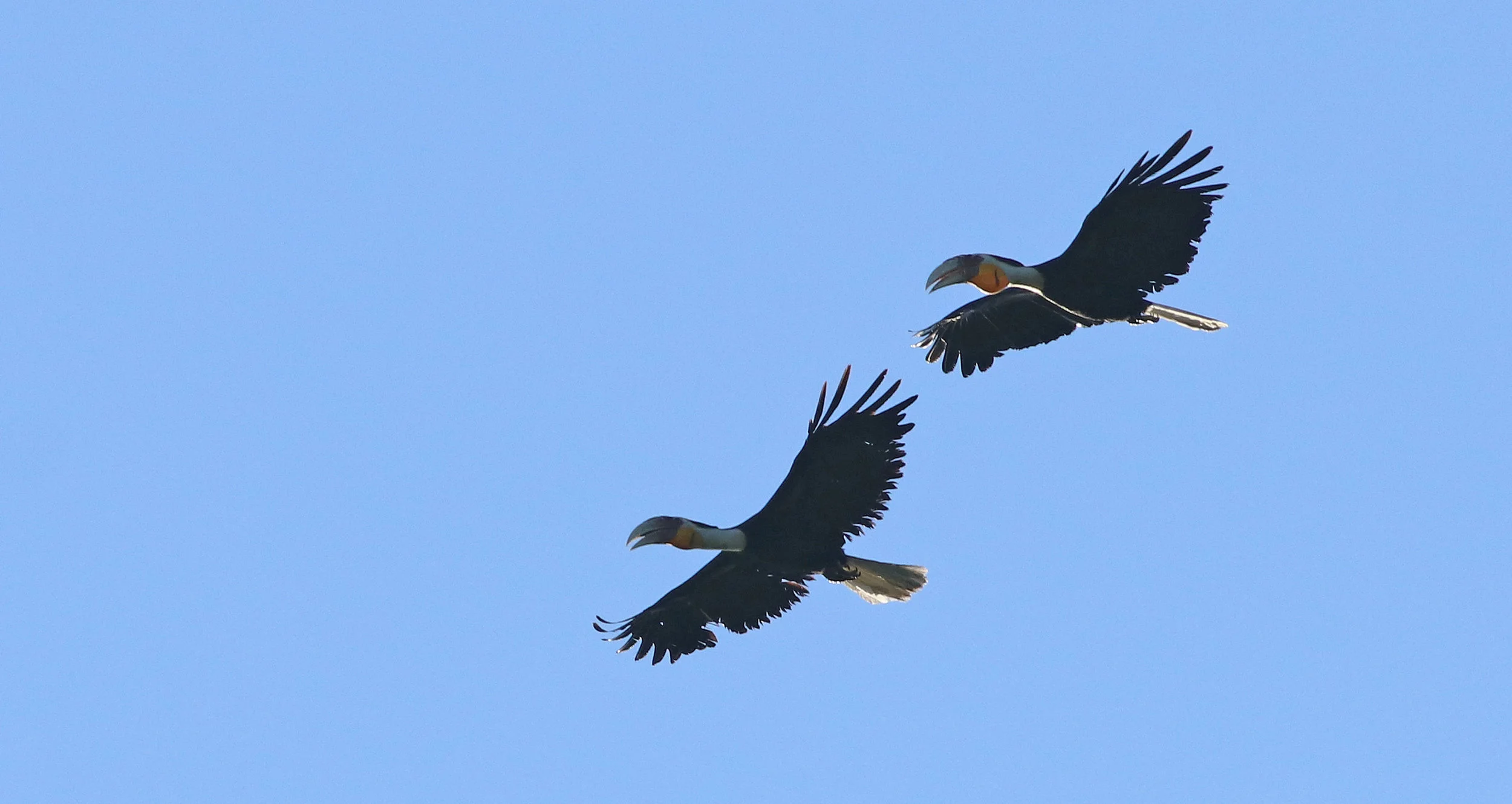 Wreathed Hornbill