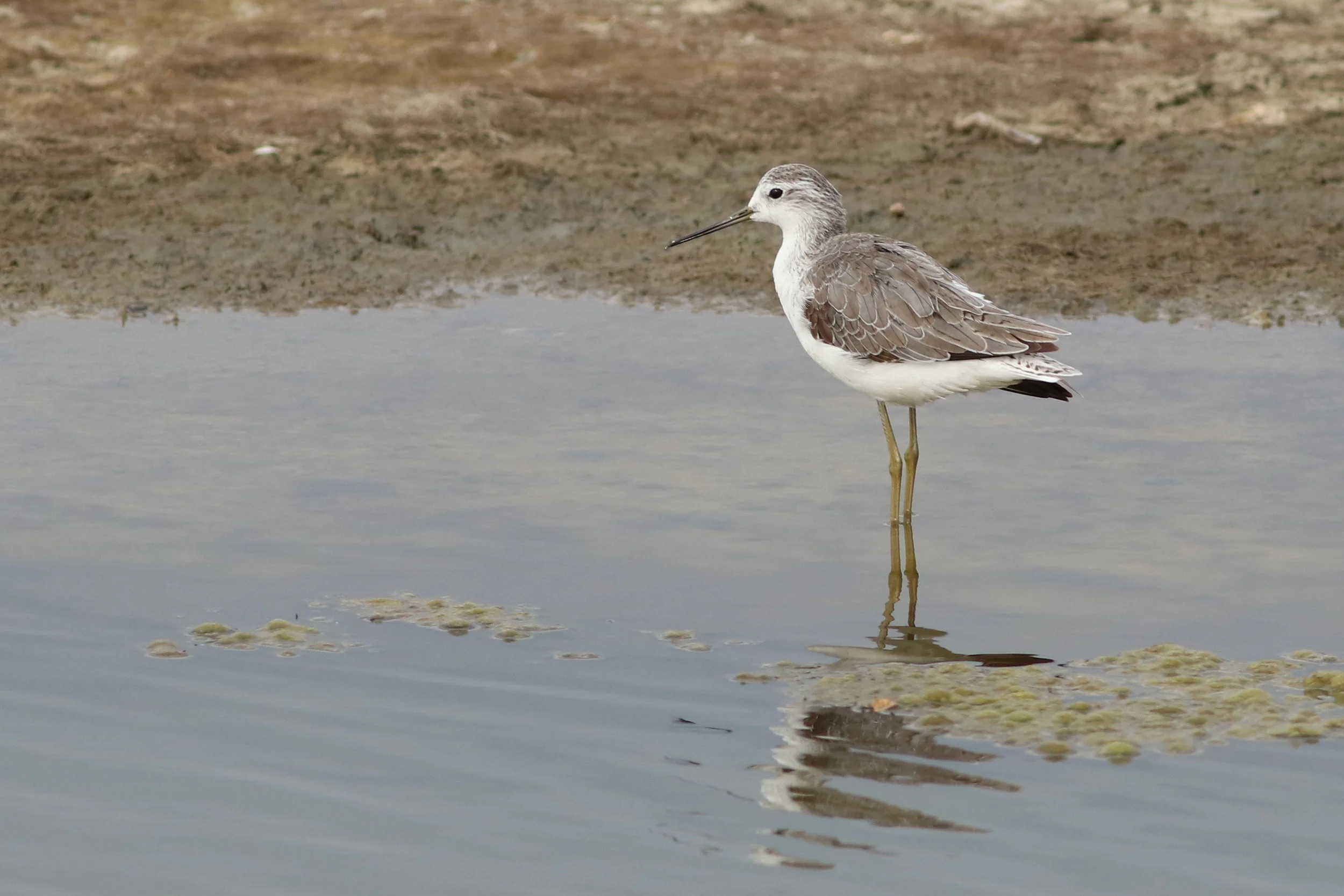 Marsh Sandpiper