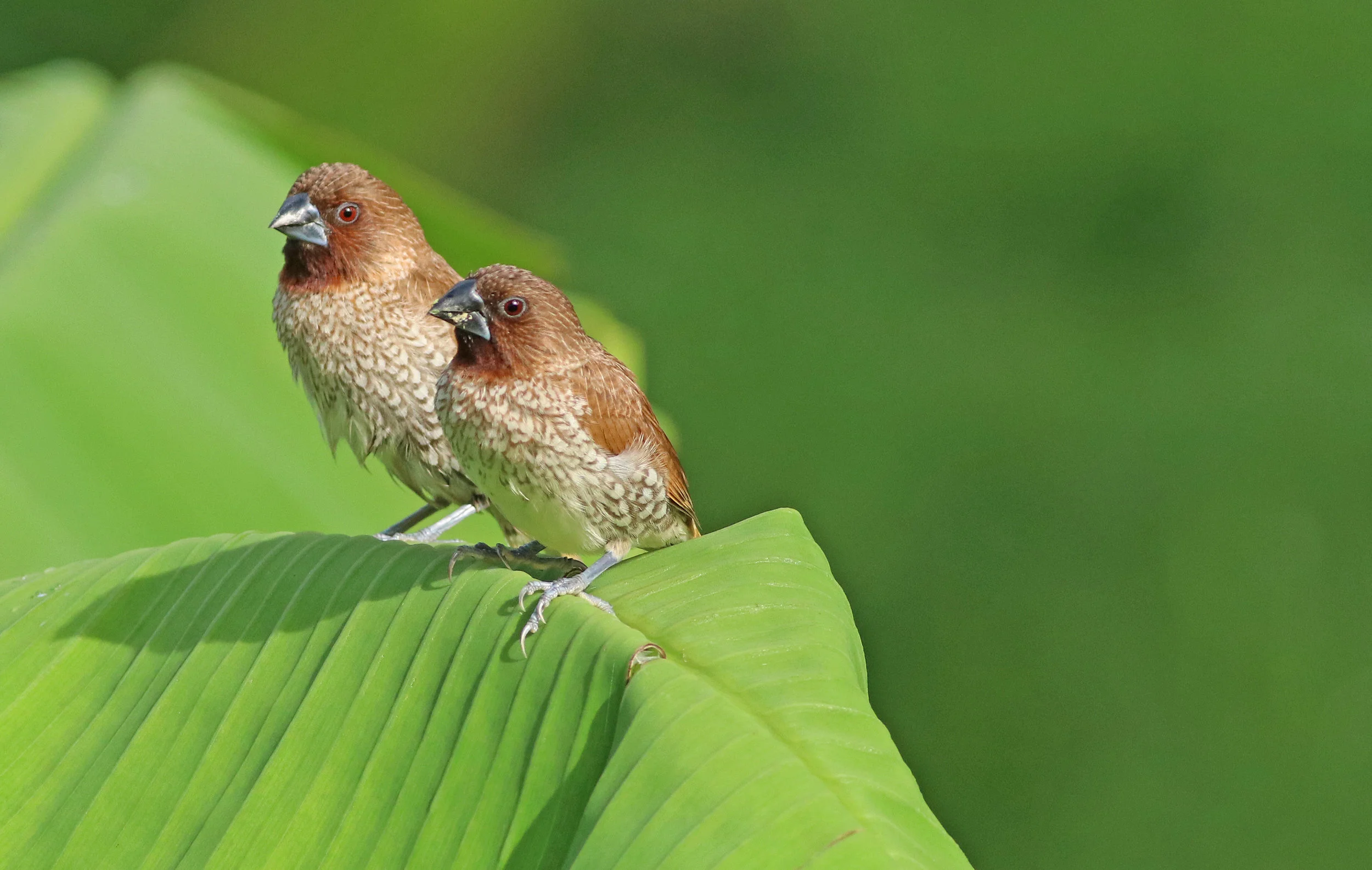 Scaly-Breasted Munia