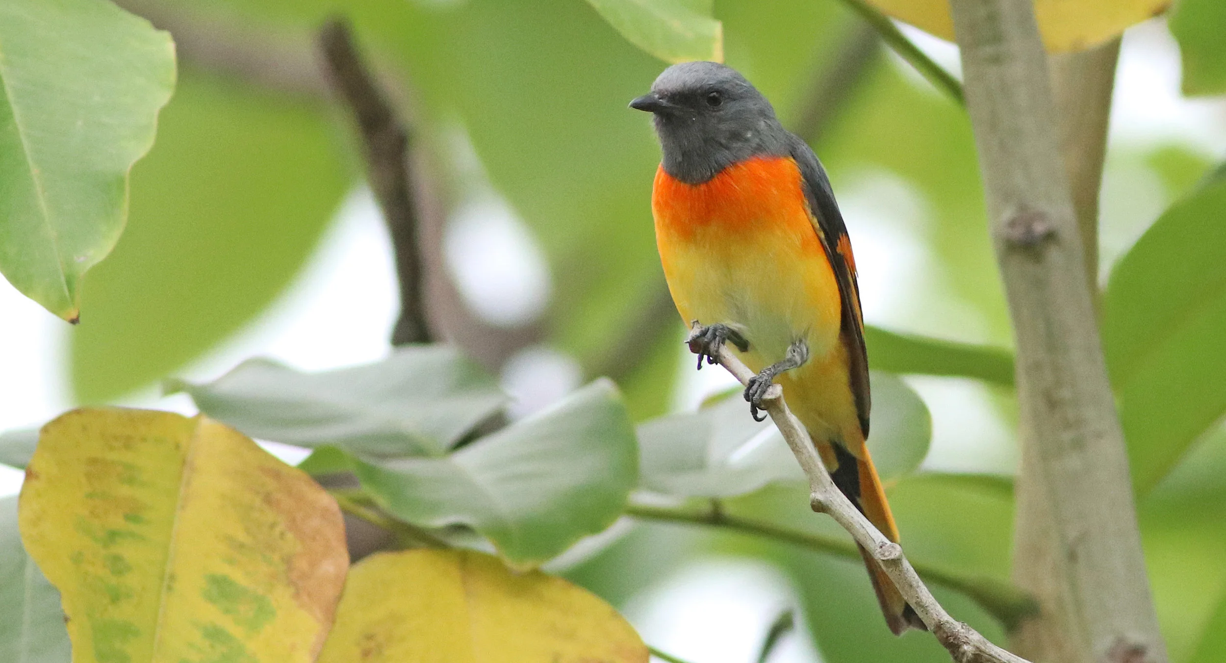 Small Minivet