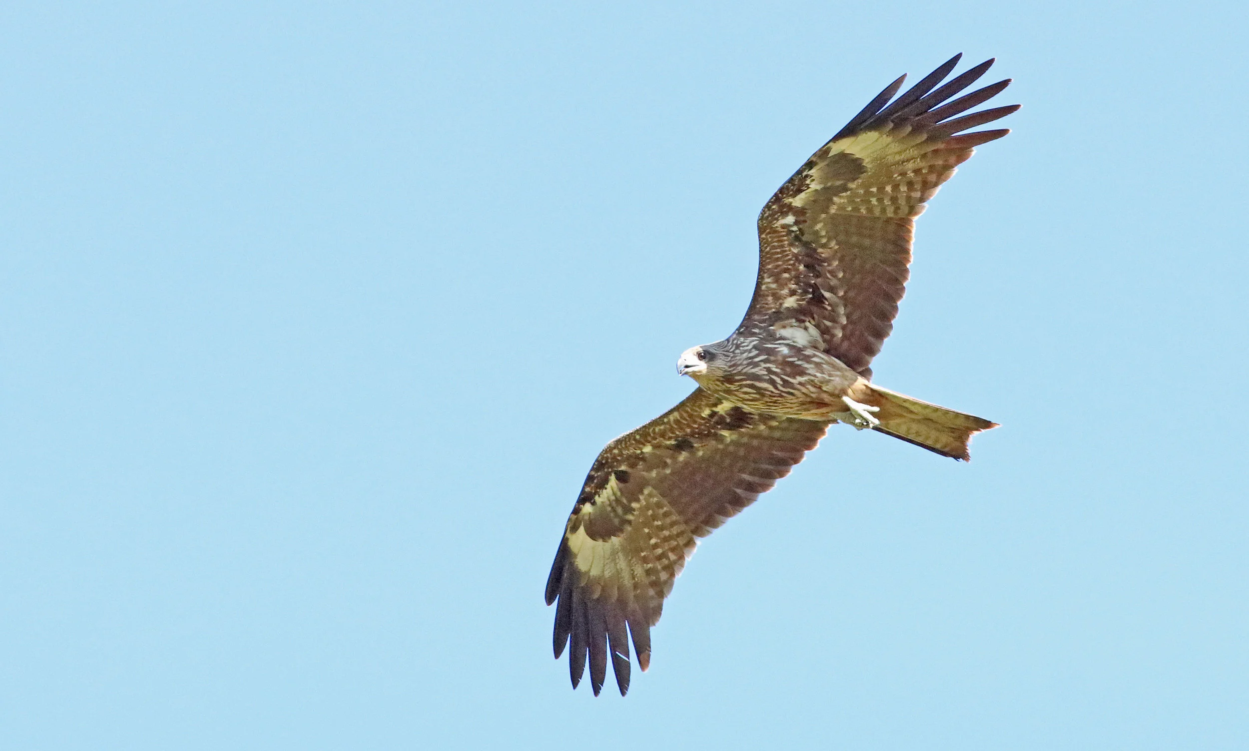 Black Kite