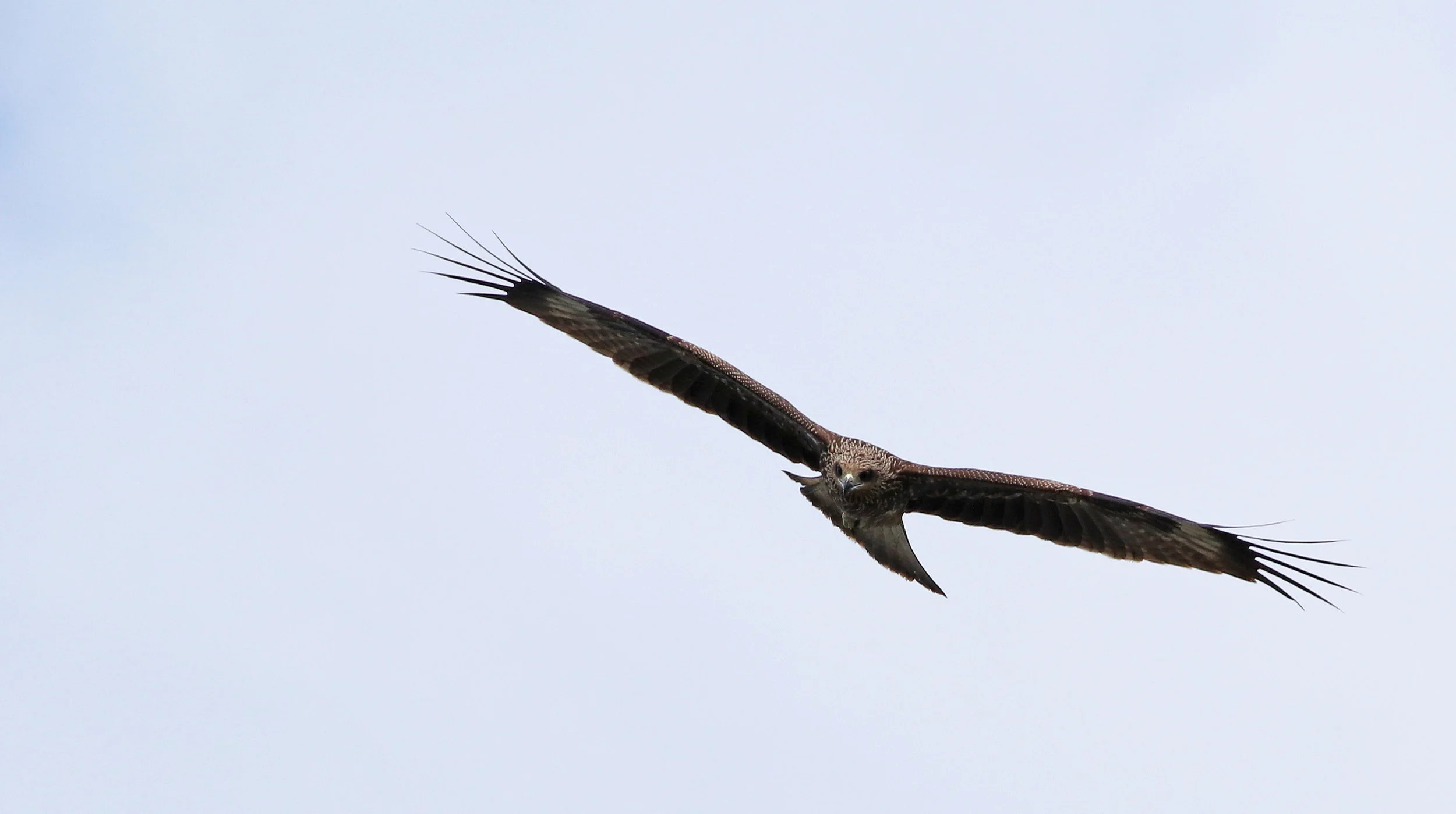 Black Kite