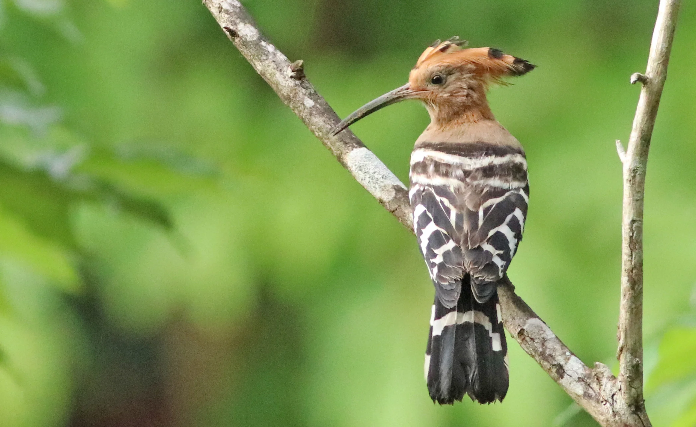 Common Hoopoe