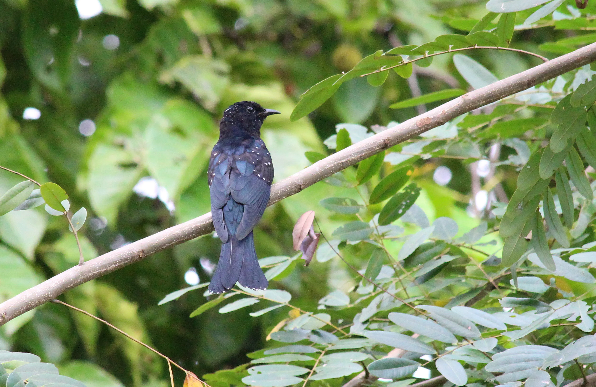 Drongo Cuckoo