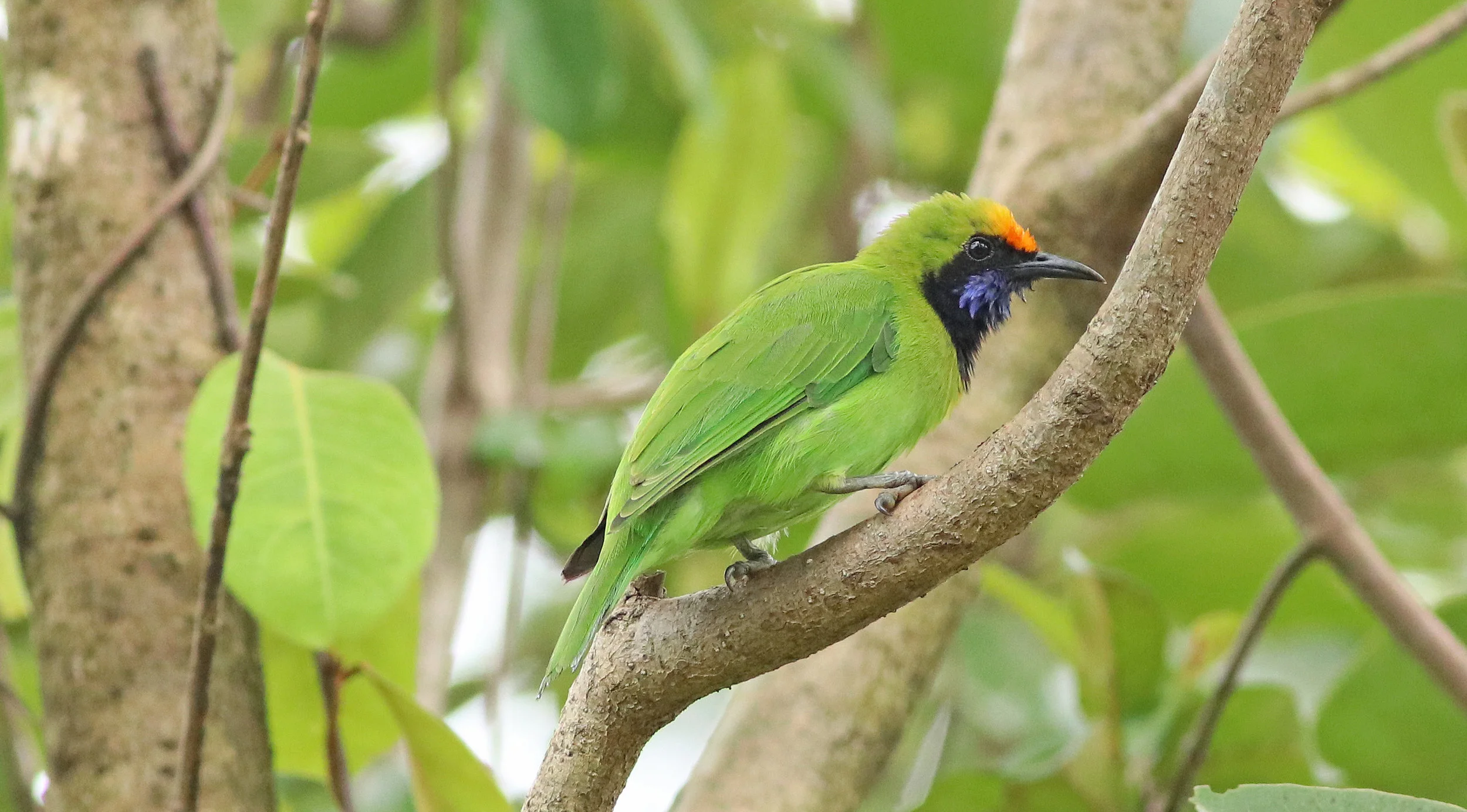 Golden-Fronted Leafbird