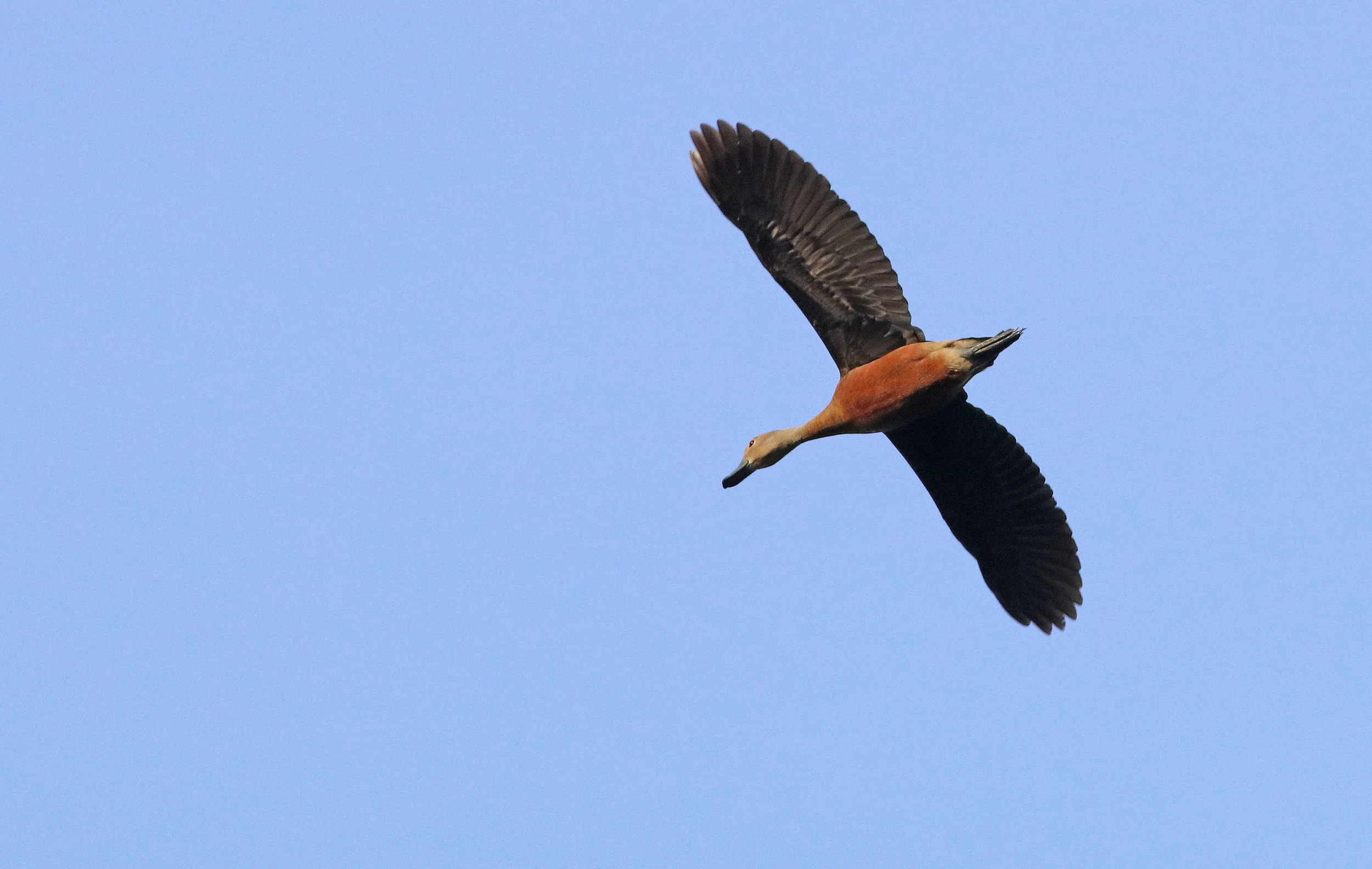 Lesser Whistling-Duck