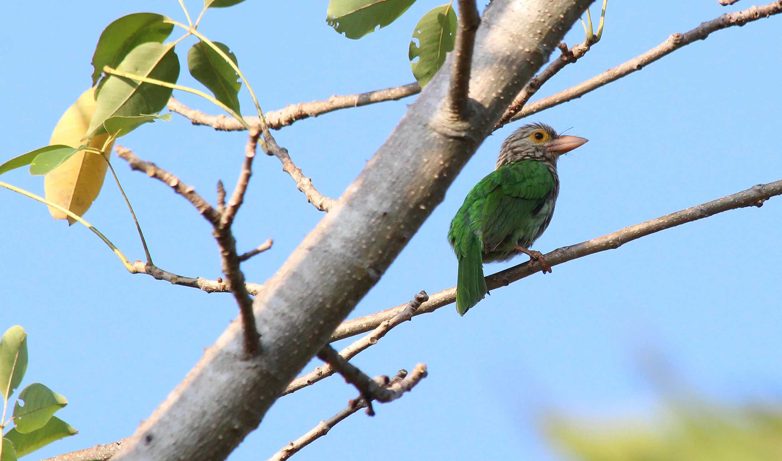 Lineated Barbet