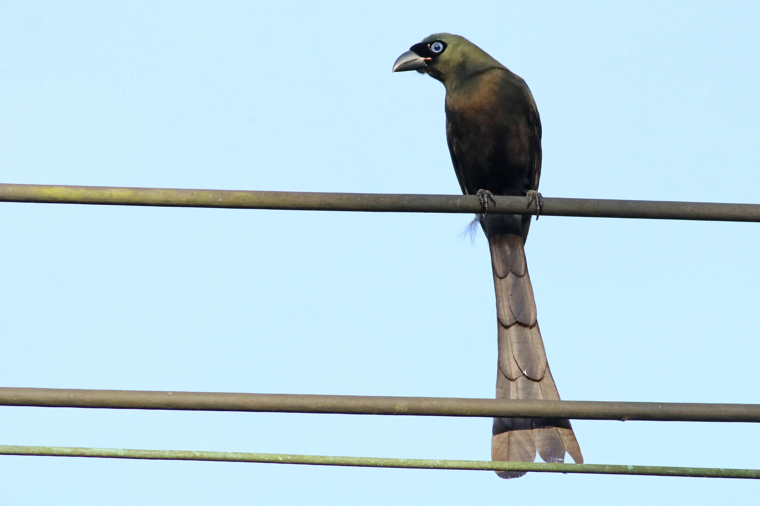 Racket-Tailed Treepie