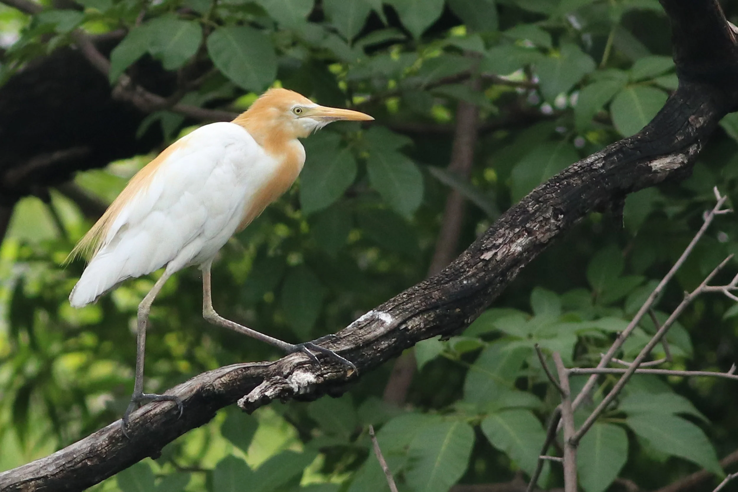 Eastern Cattle Egret