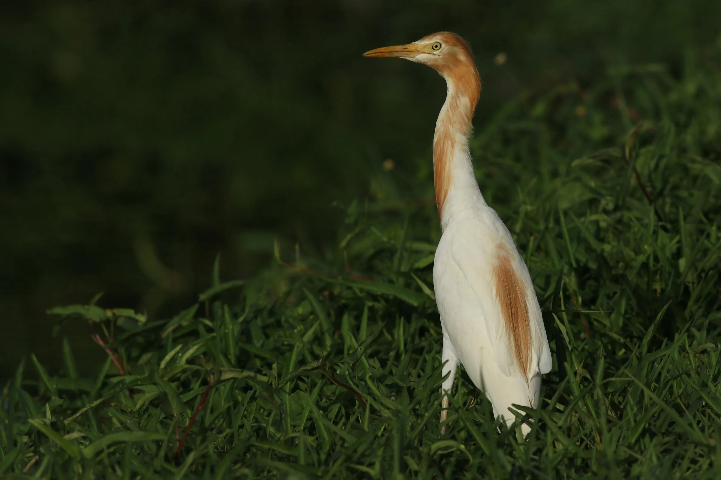 Eastern Cattle Egret