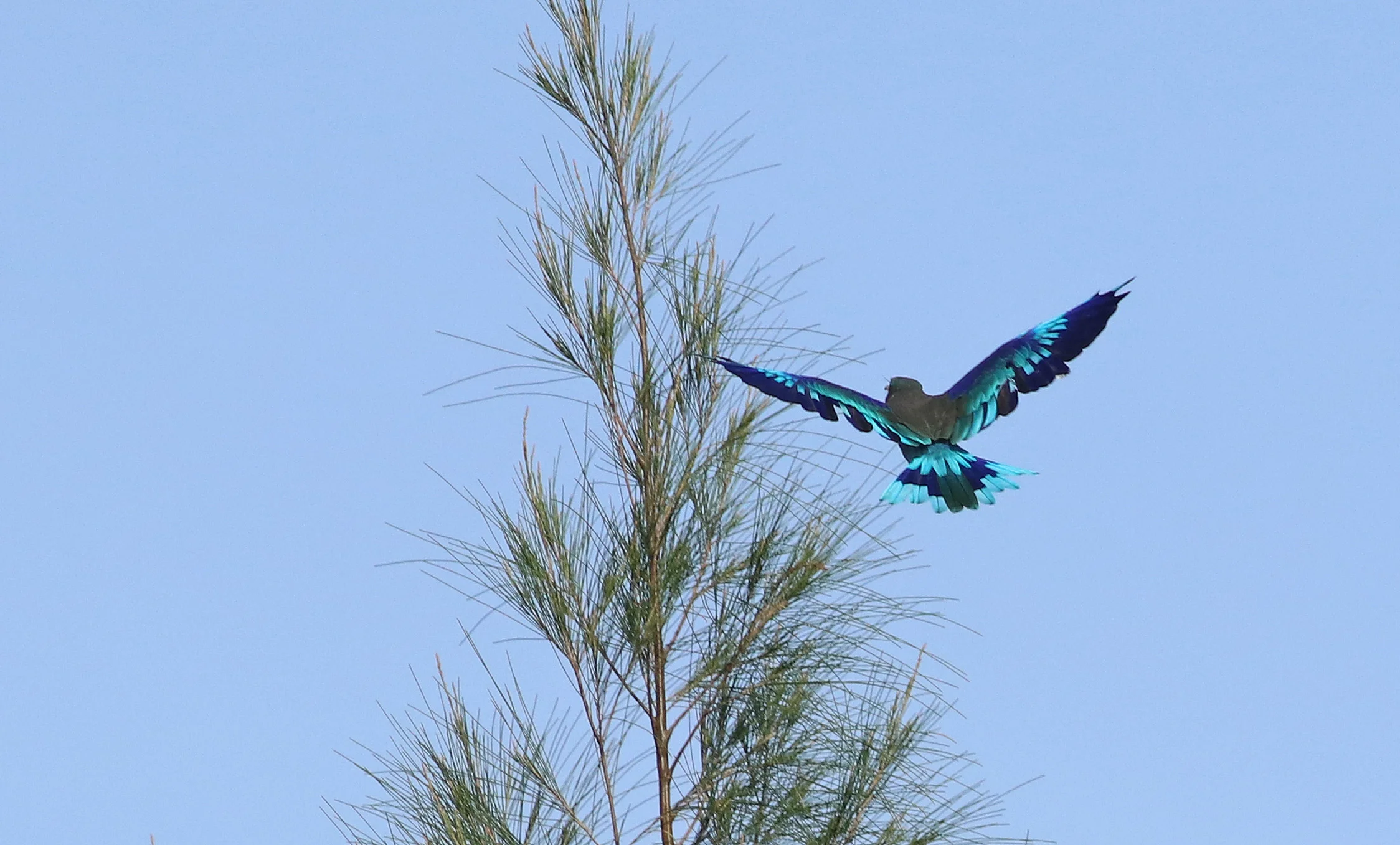 Indian Roller
