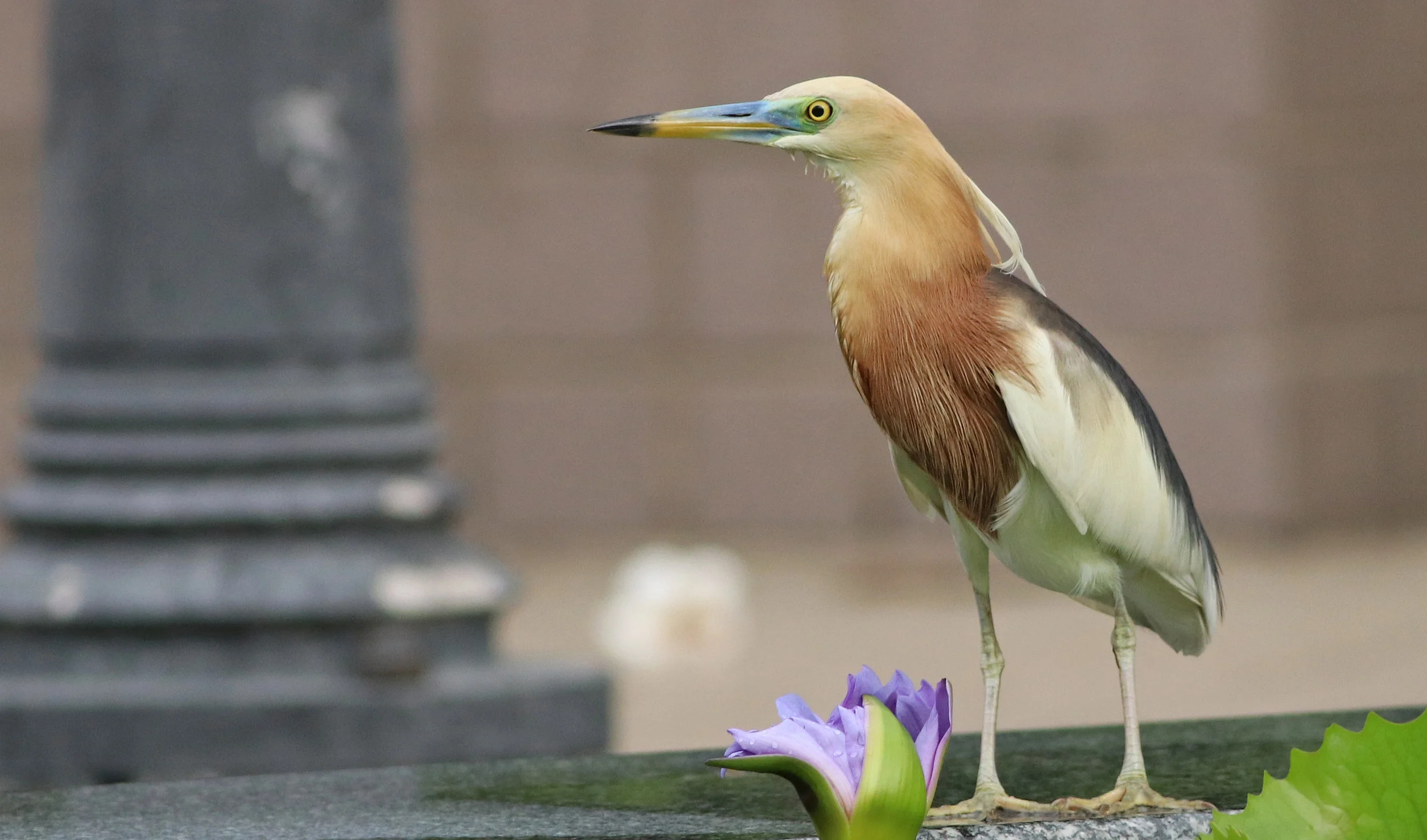 Javan Pond Heron