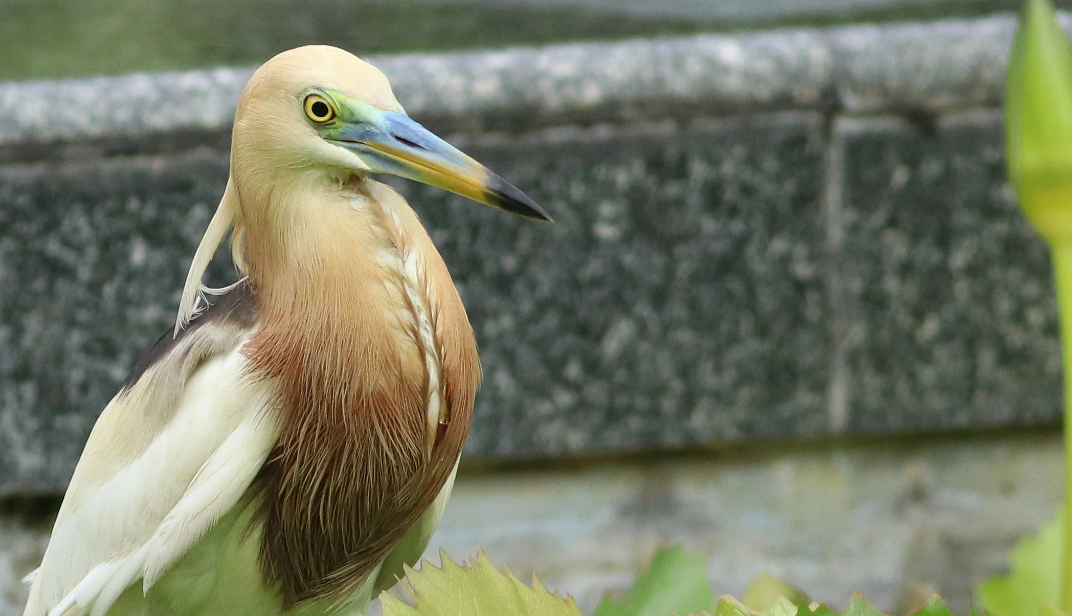 Javan Pond Heron