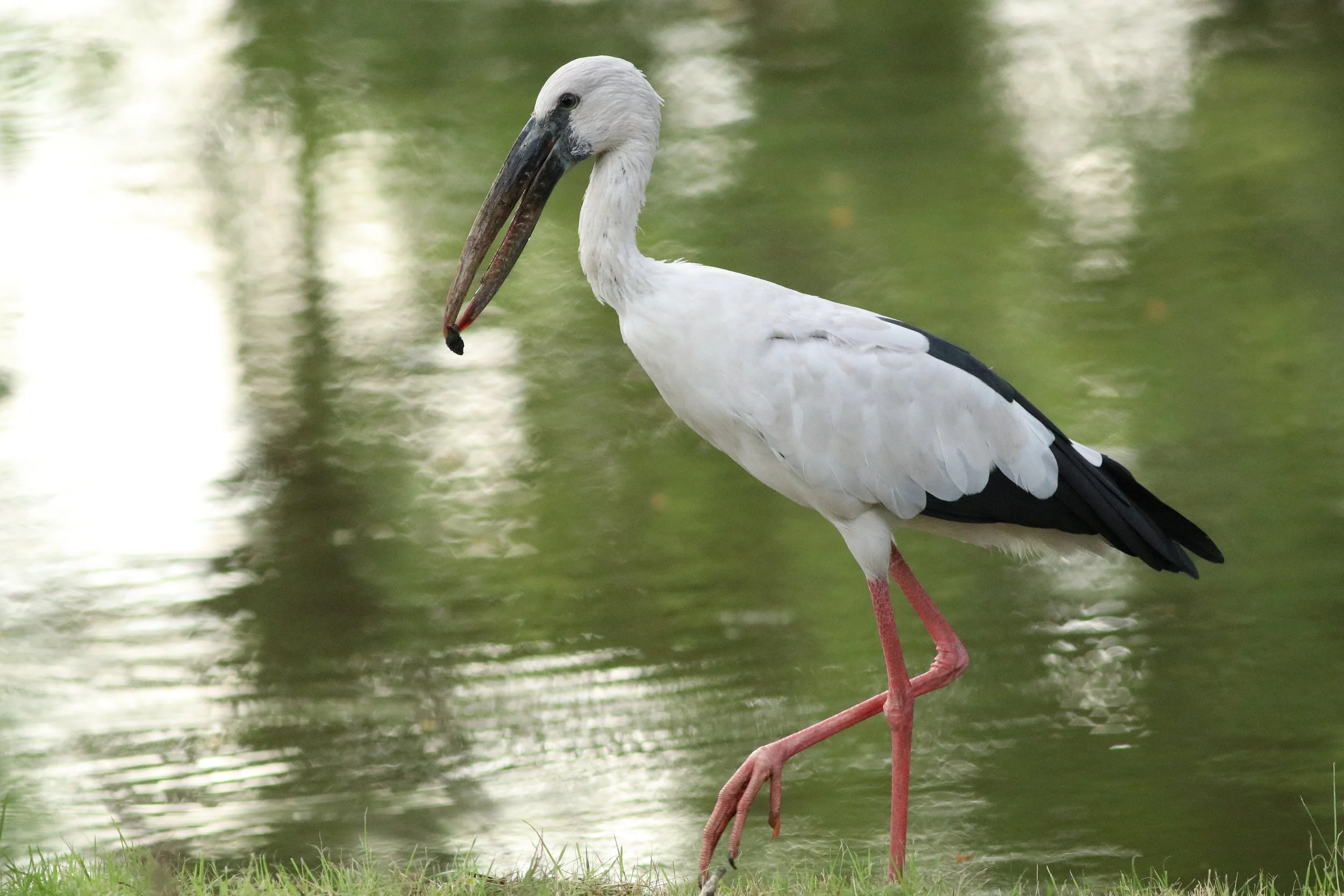 Asian Openbill