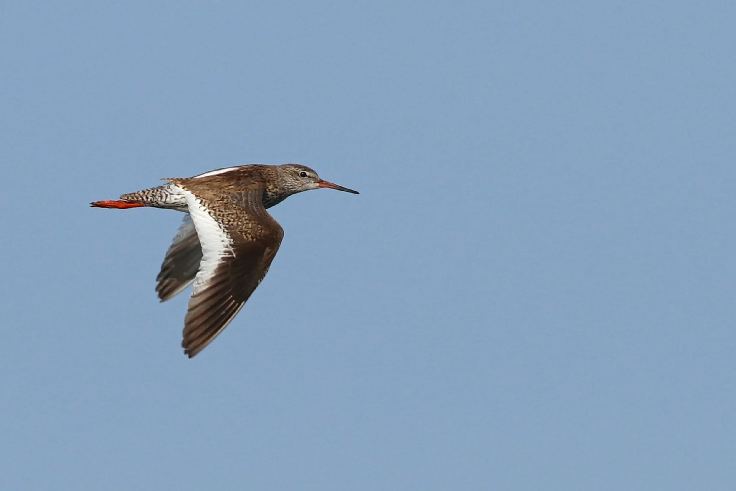 Common Redshank