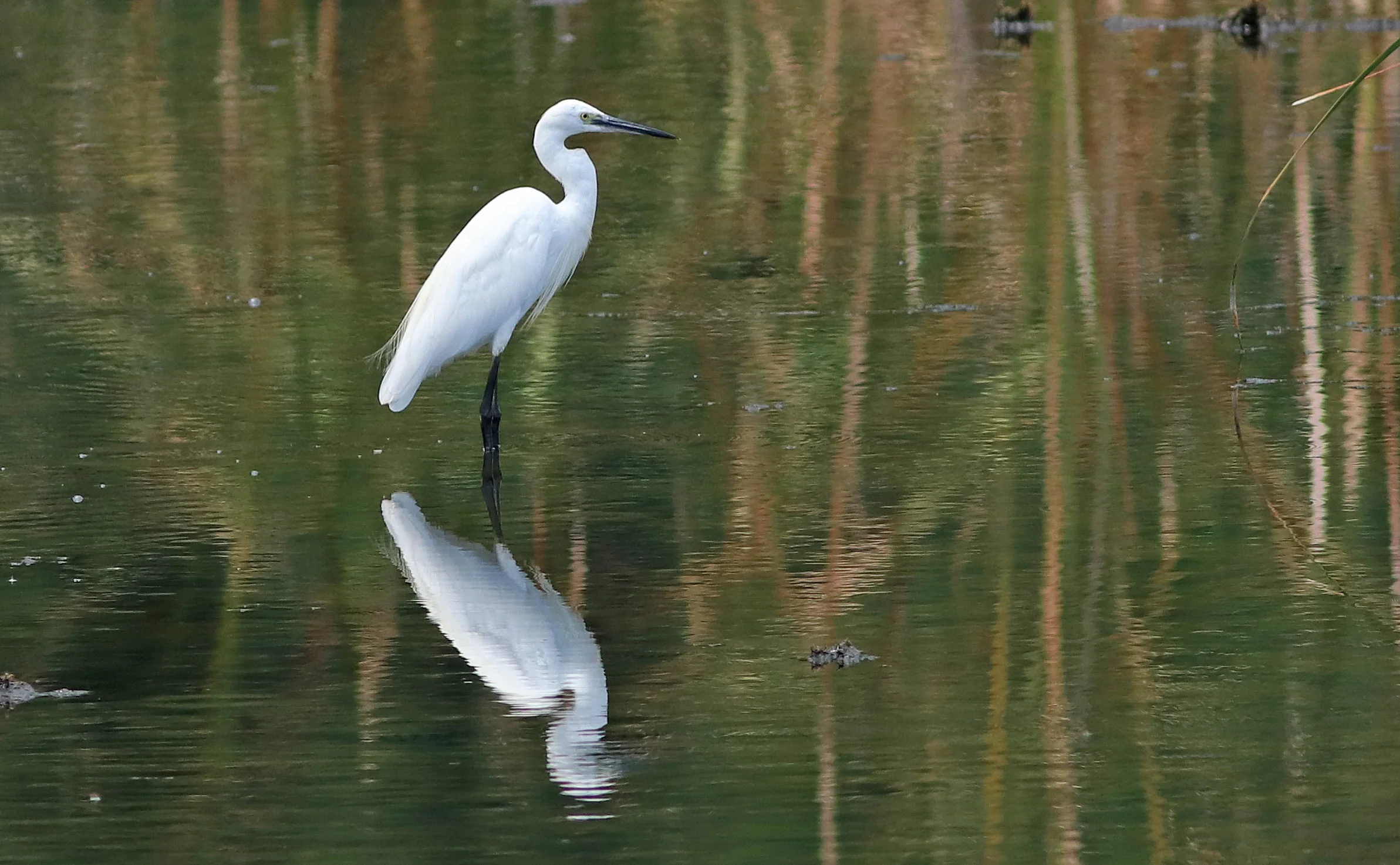 Little Egret