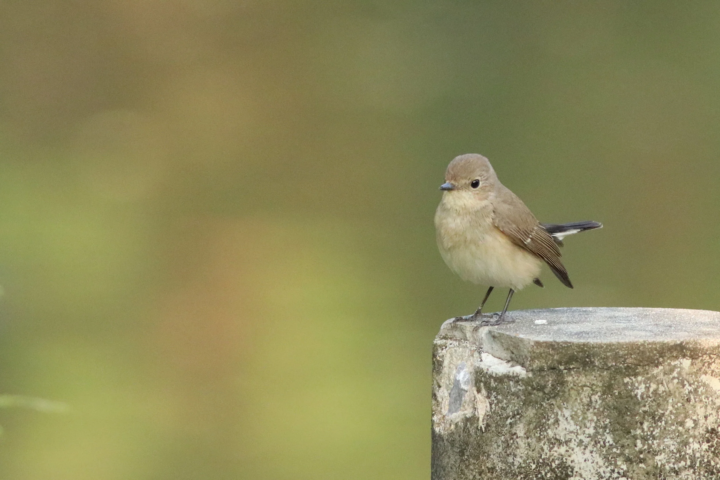 Taiga Flycatcher