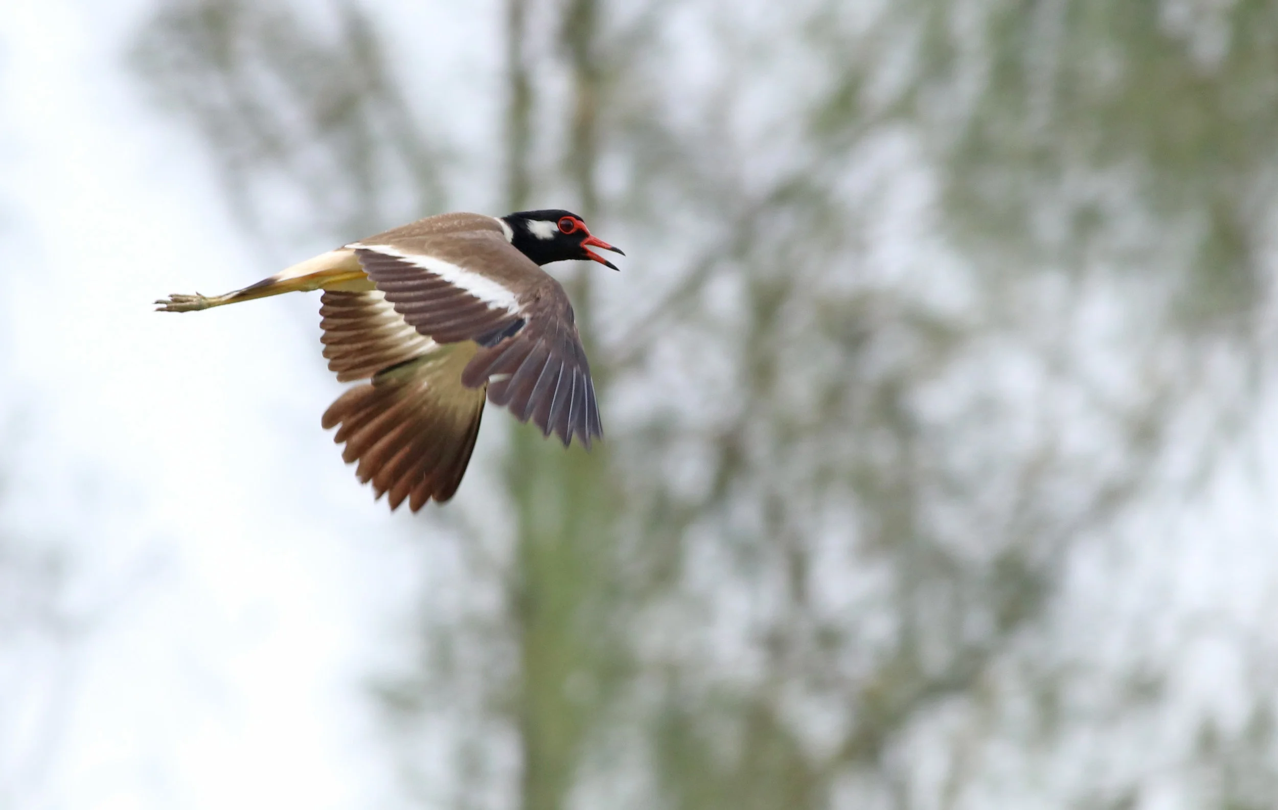 Red-Wattled Lapwing