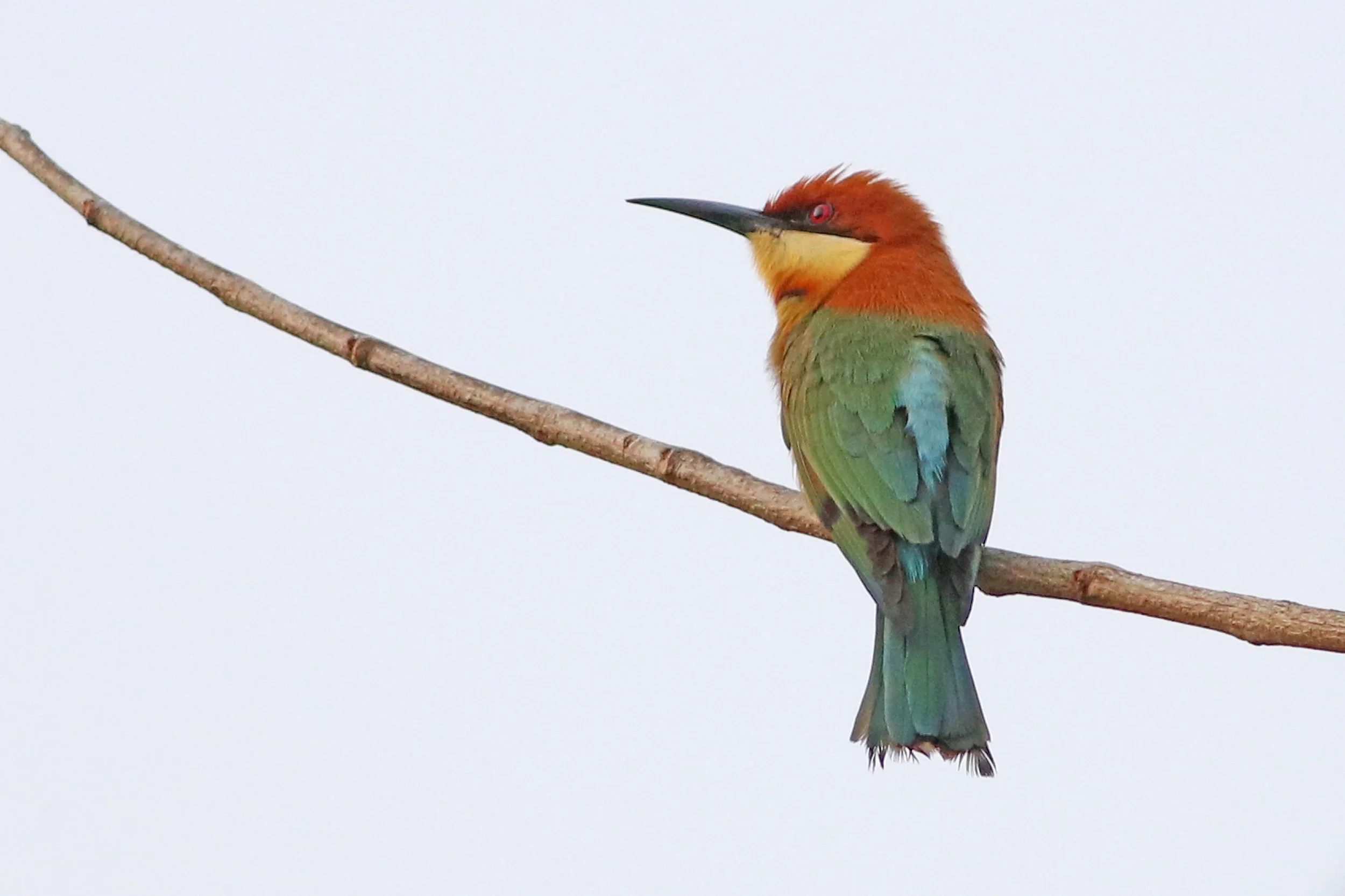 Chestnut-Headed Bee-Eater