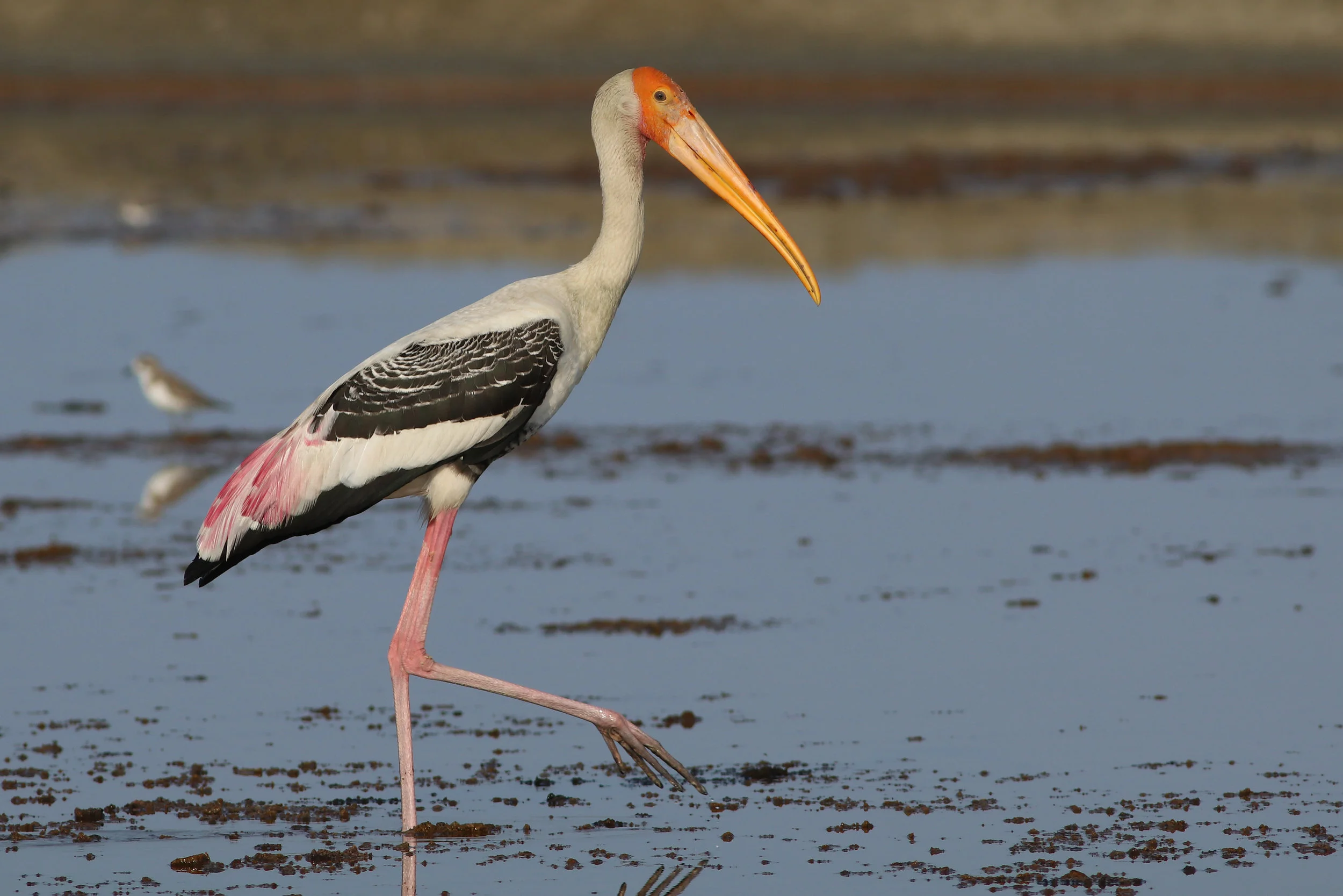 Painted Stork