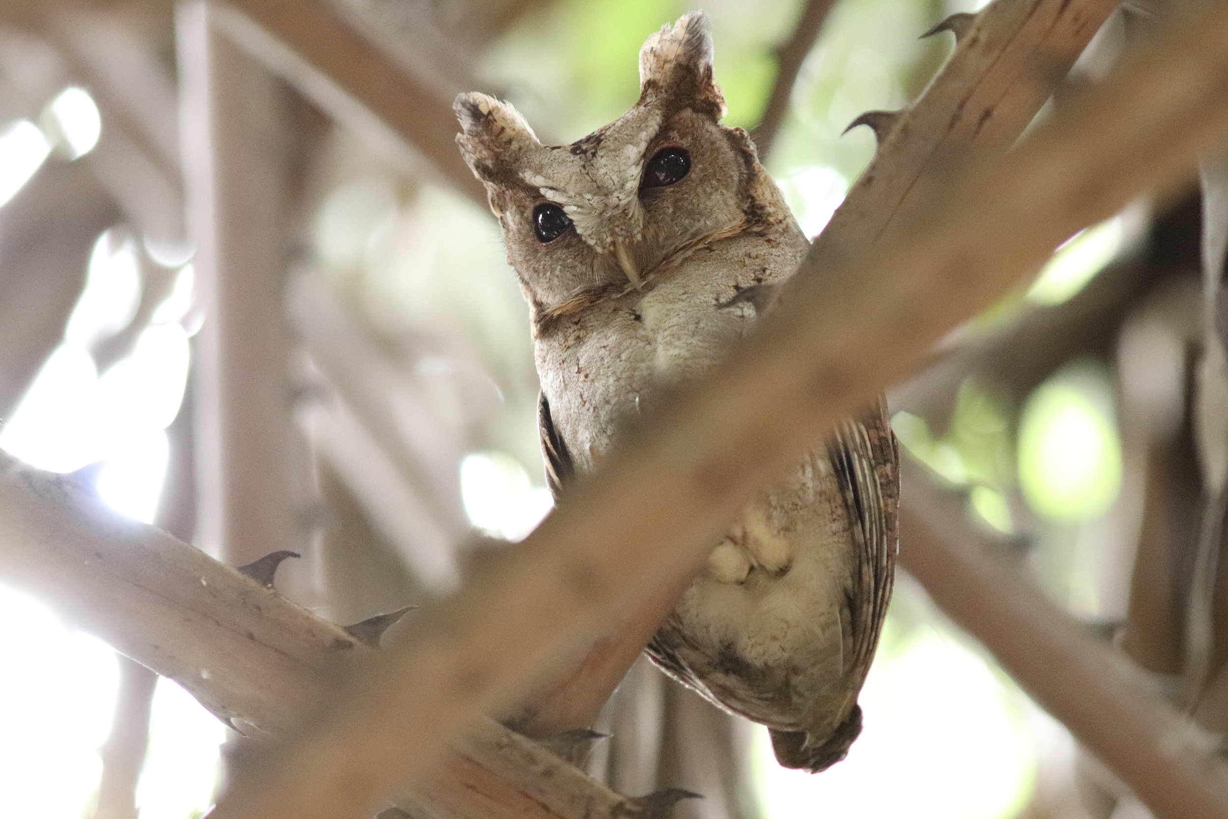Collared Scops Owl