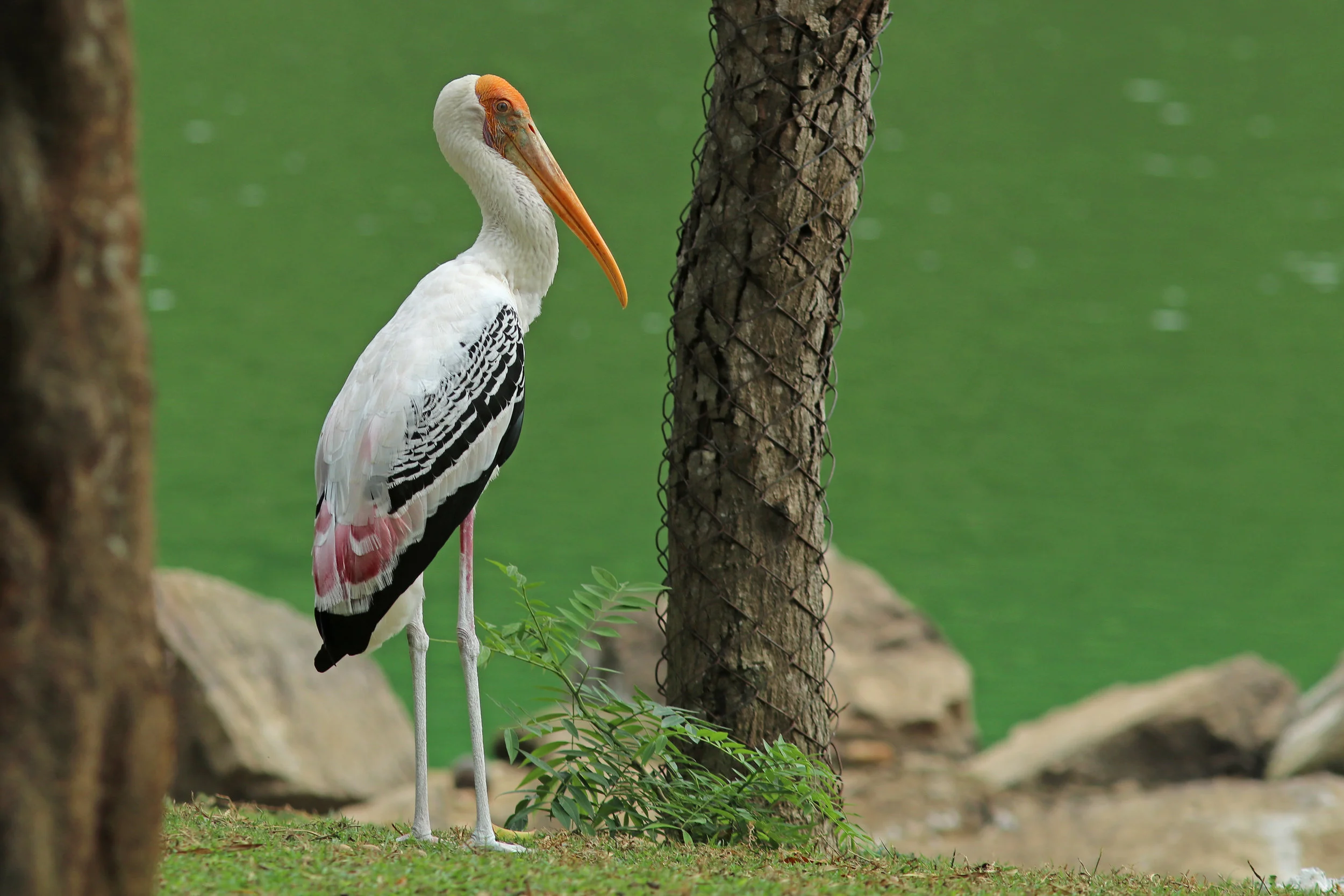 Painted Stork