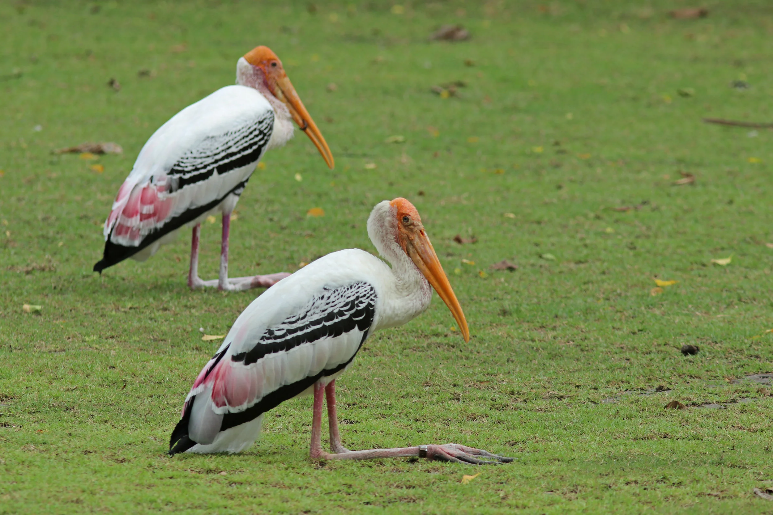 Painted Stork