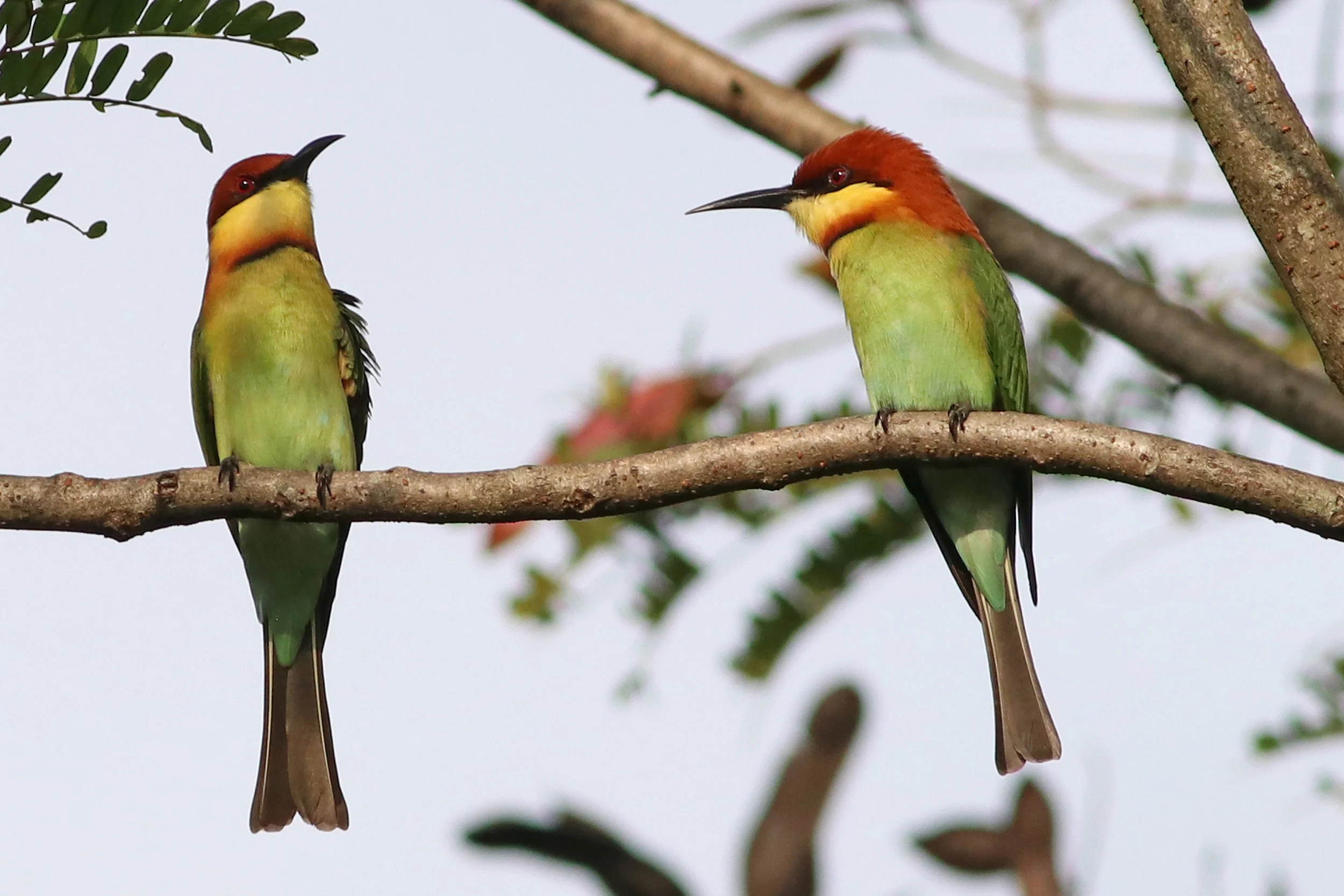Chestnut-Headed Bee-Eater