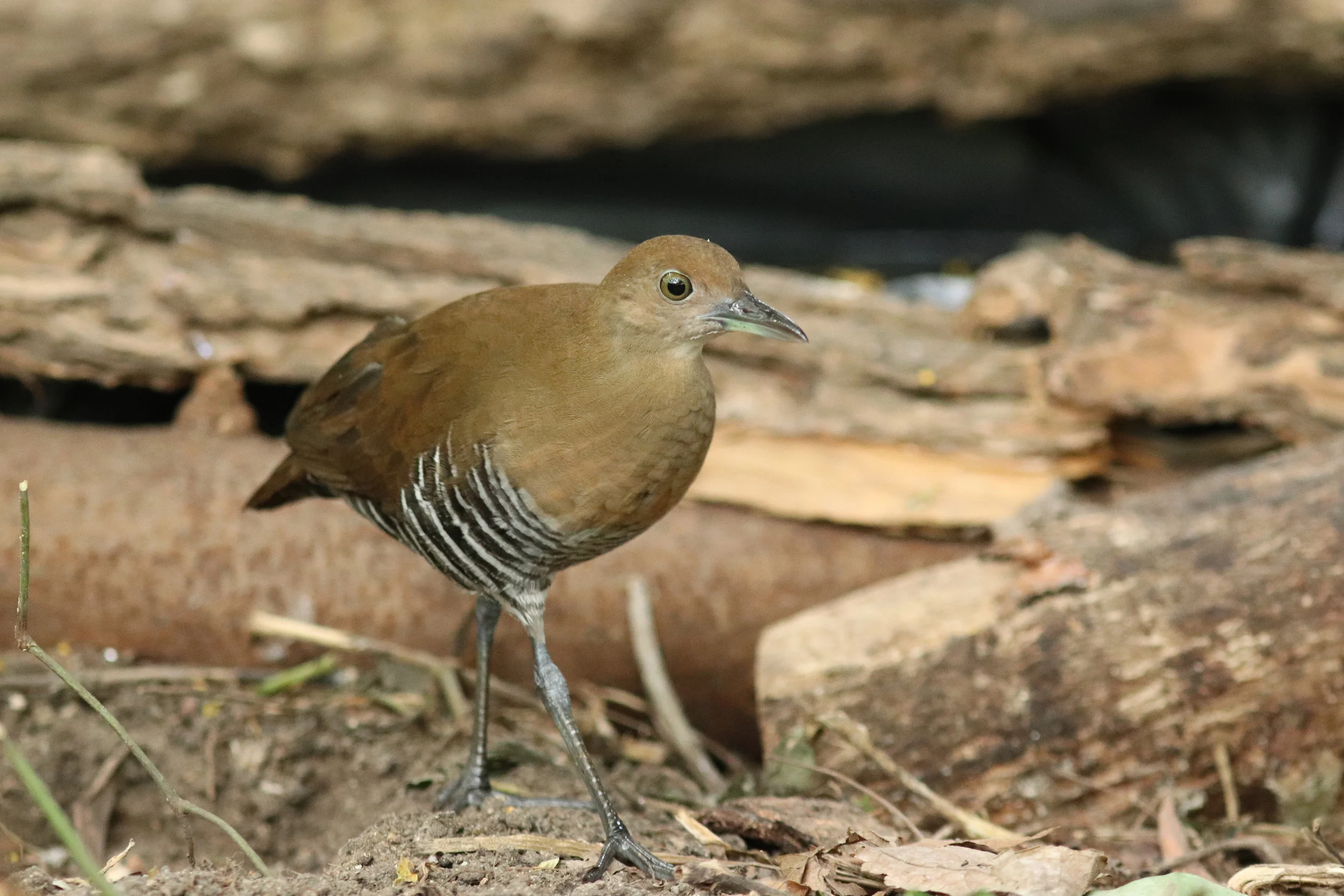 Slaty-Legged Crake