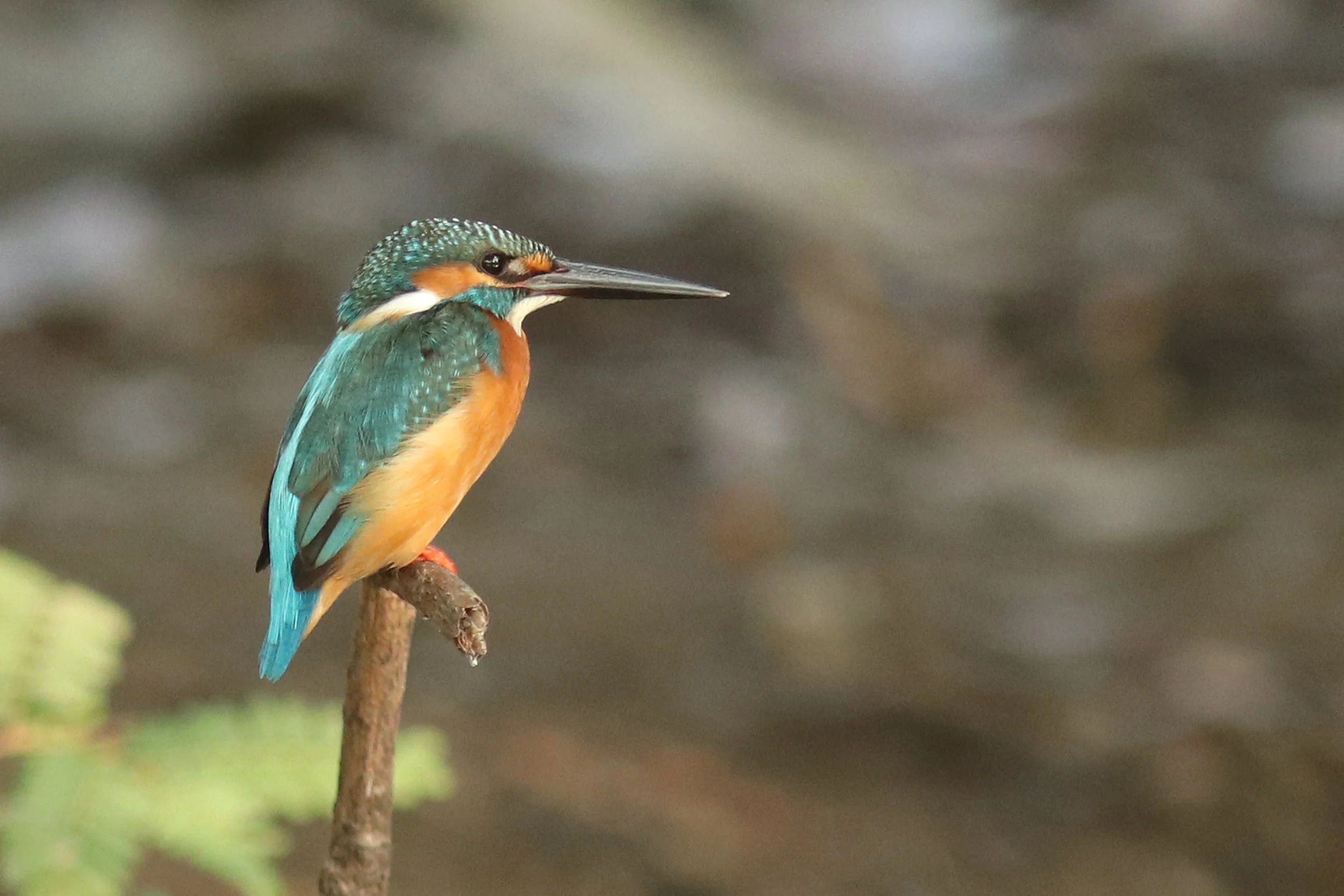 Common Kingfisher