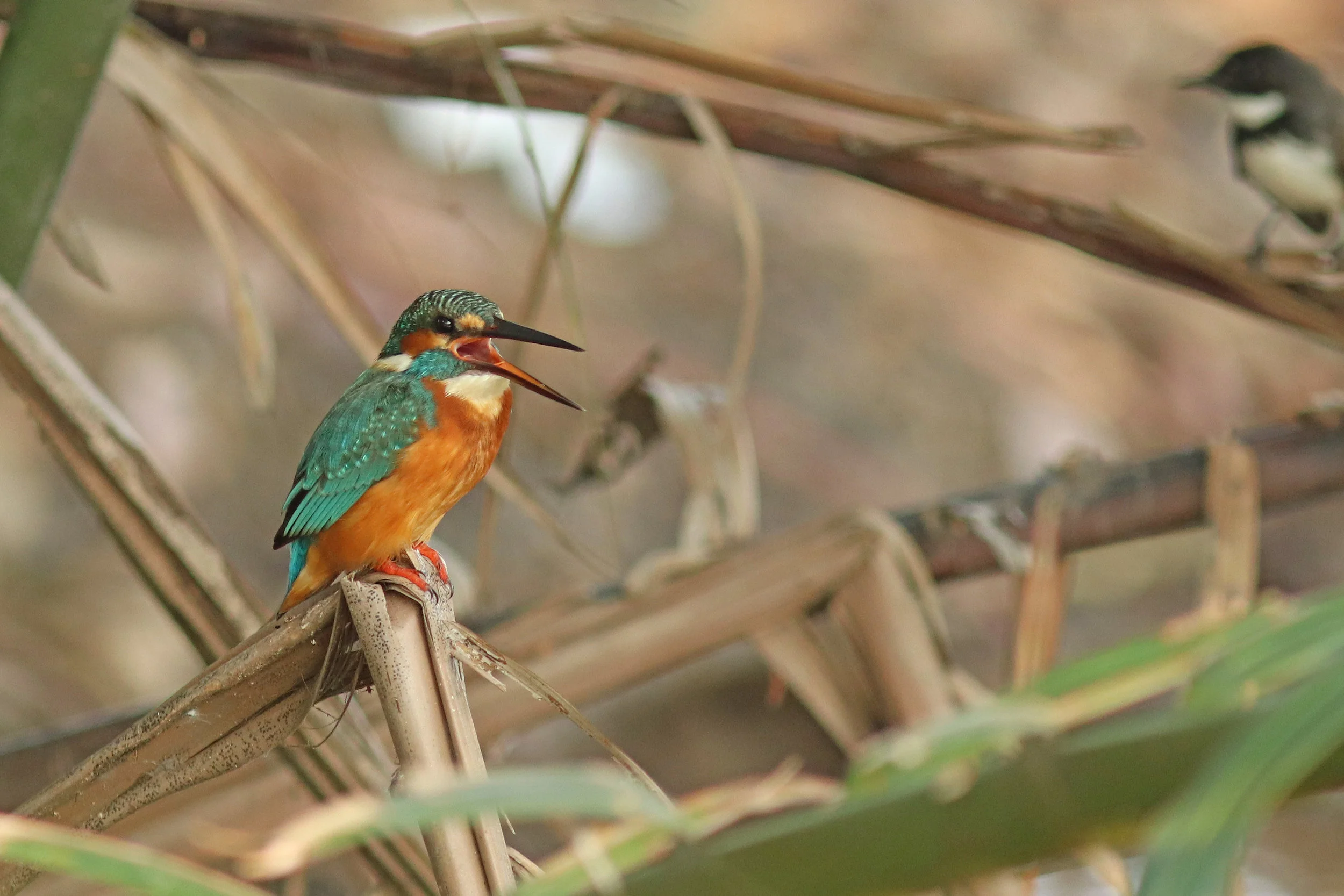 Common Kingfisher