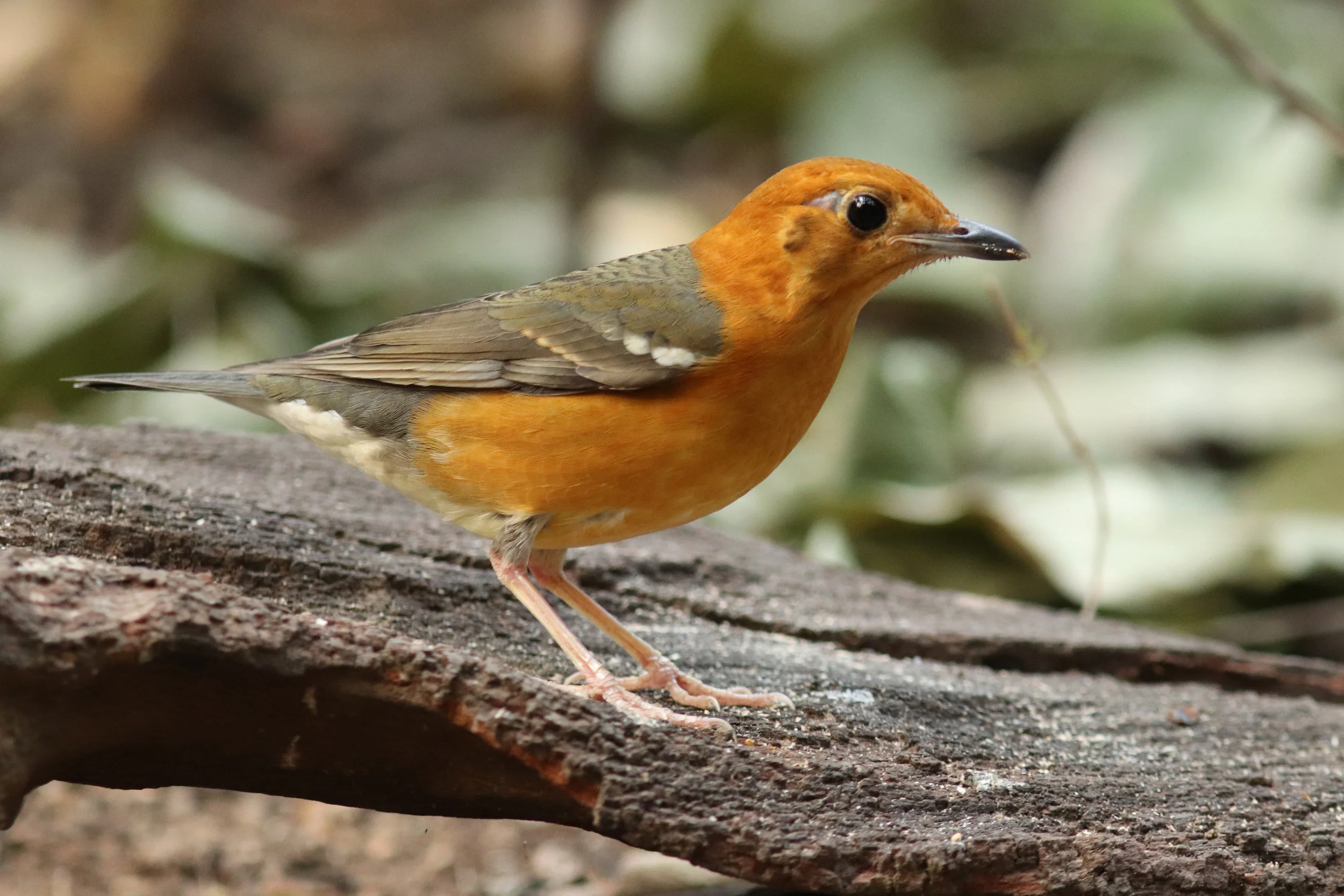 Orange-headed Thrush