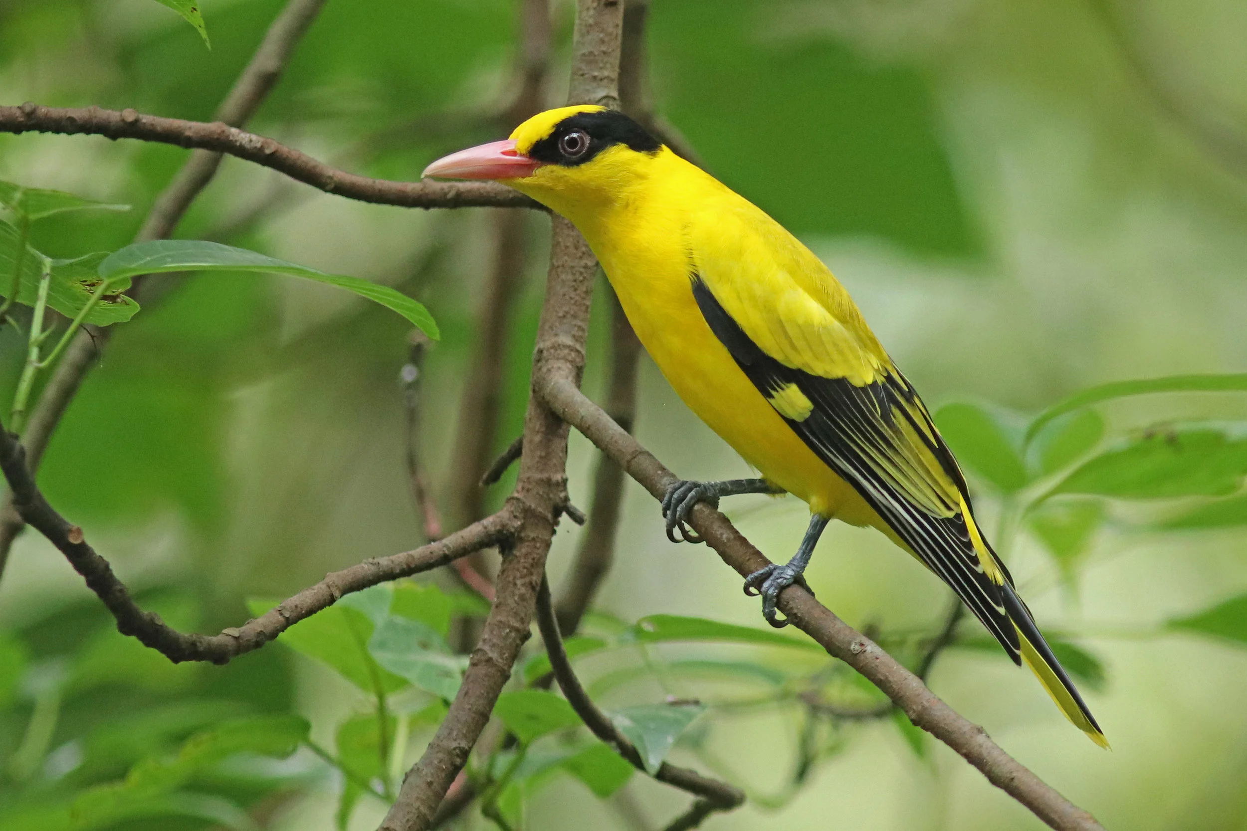 Eastern Black-naped Oriole