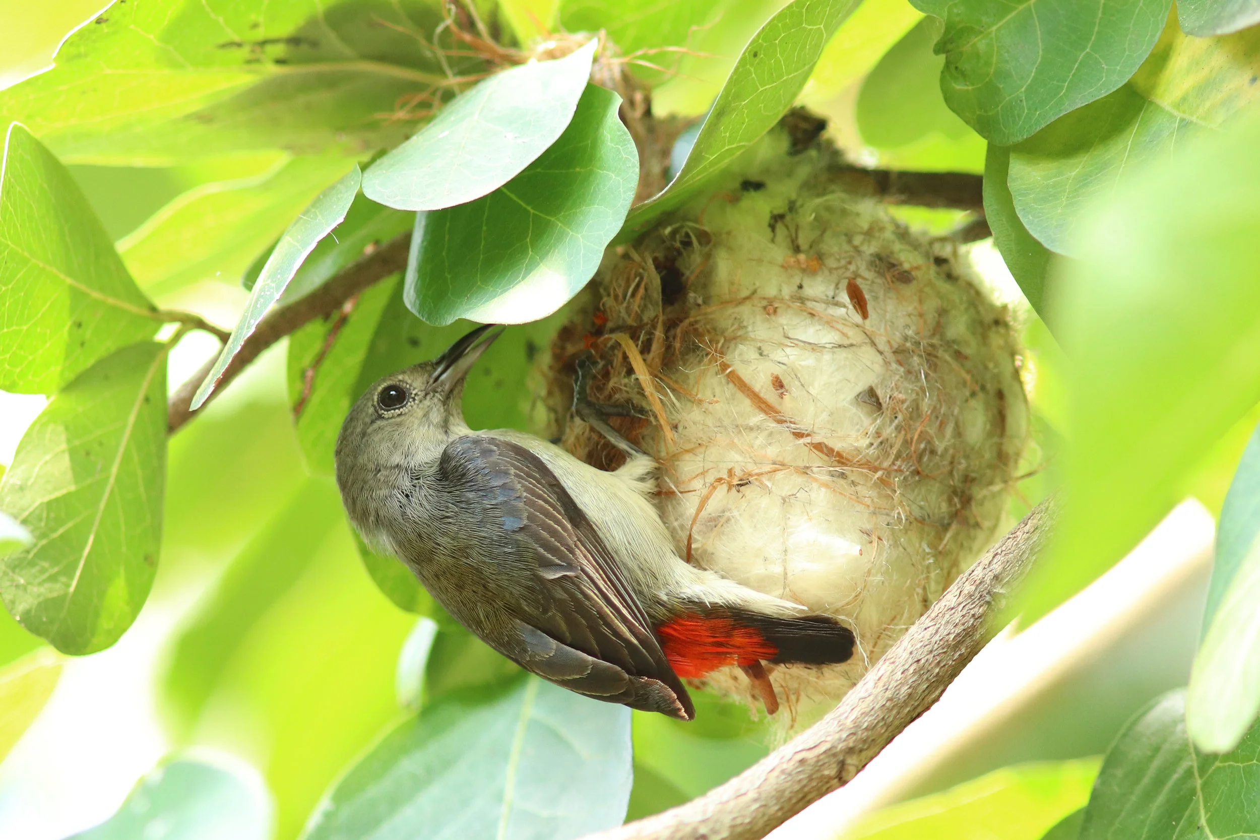 Scarlet-backed Flowerpecker (f) at nest