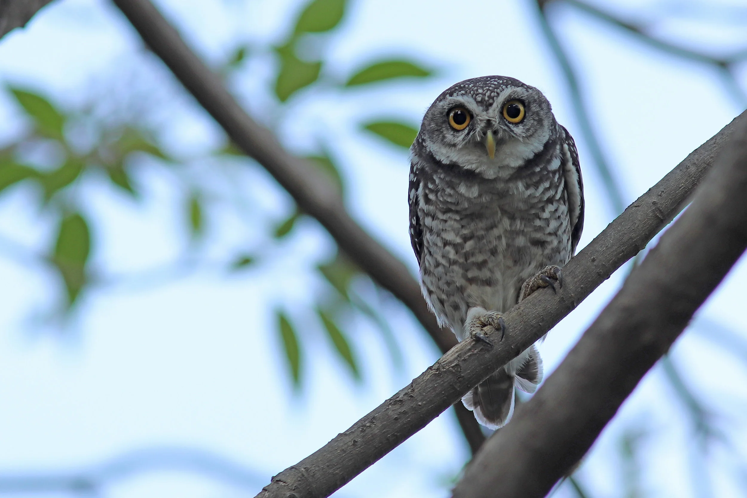 Spotted Owlet