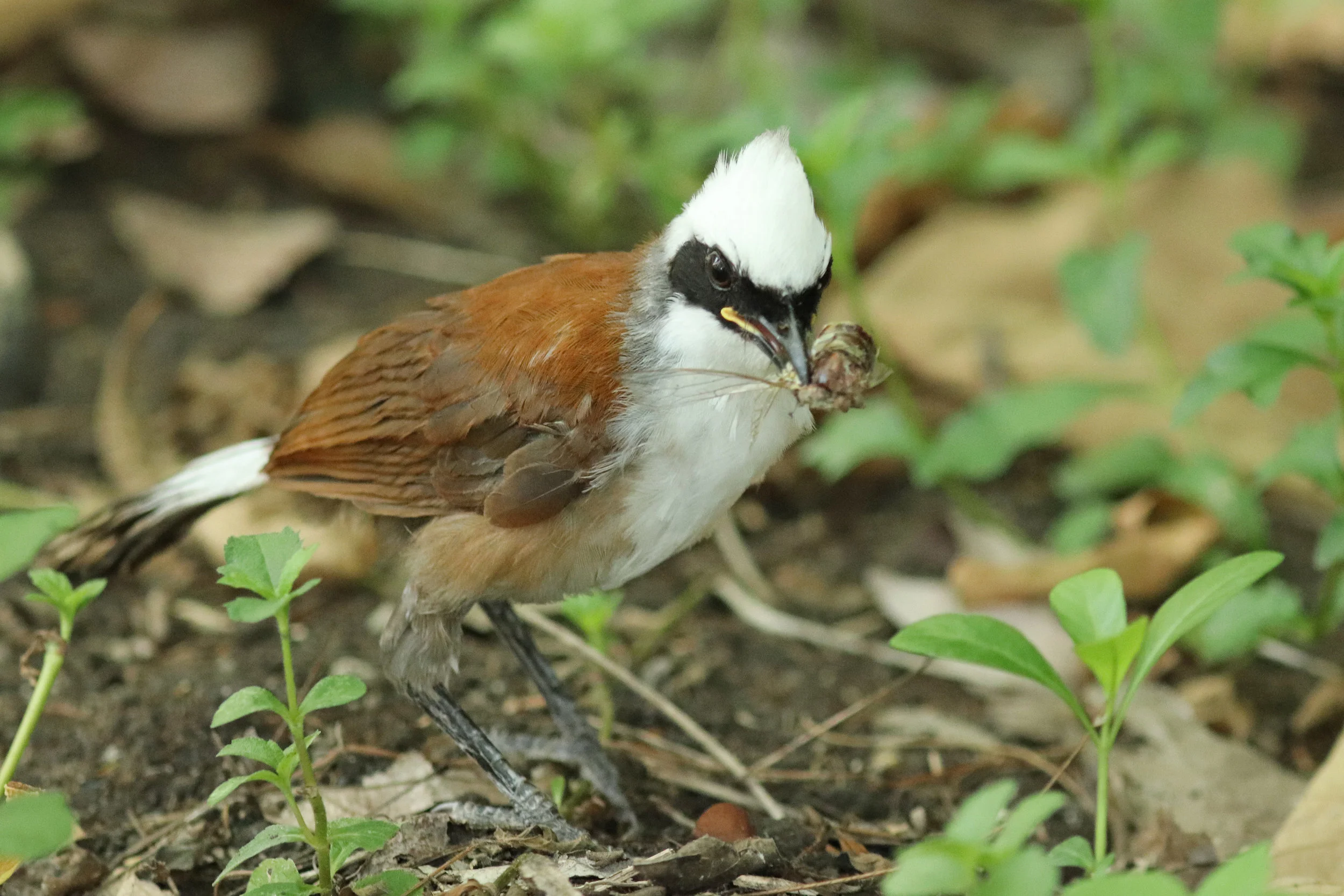 White-crested Laughingthrush (juv)