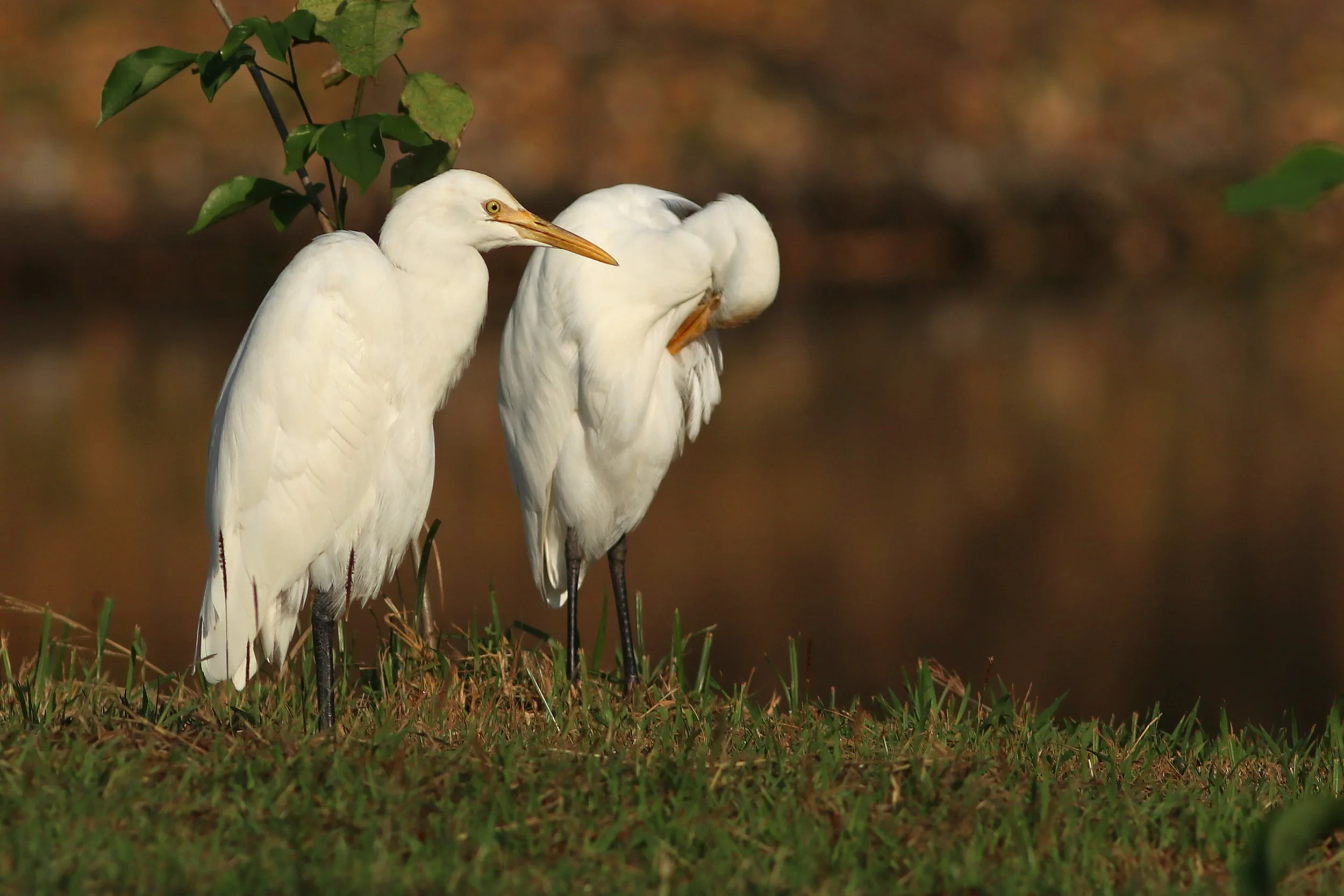 Eastern Cattle Egret