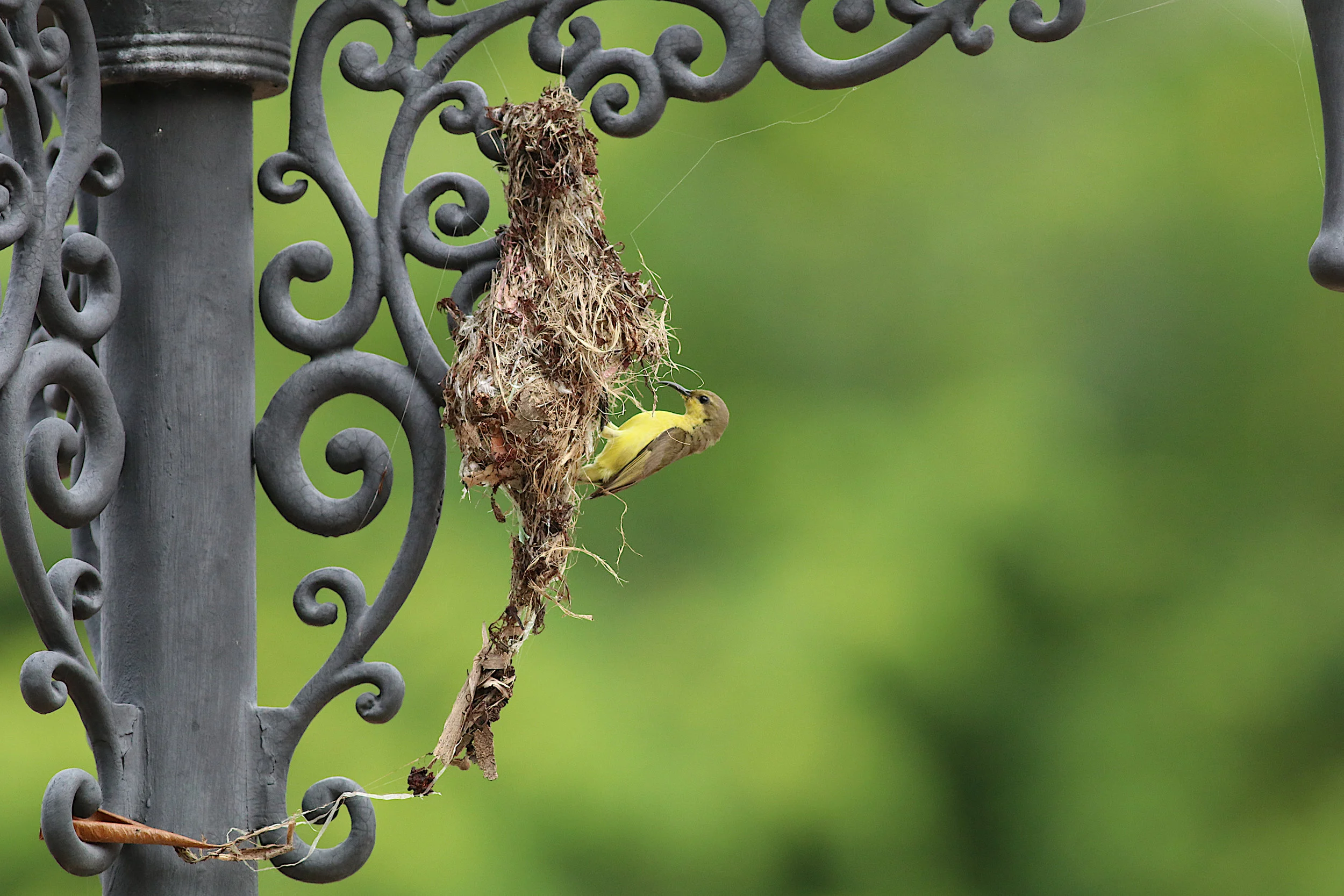 Olive-backed Sunbird feeding its young