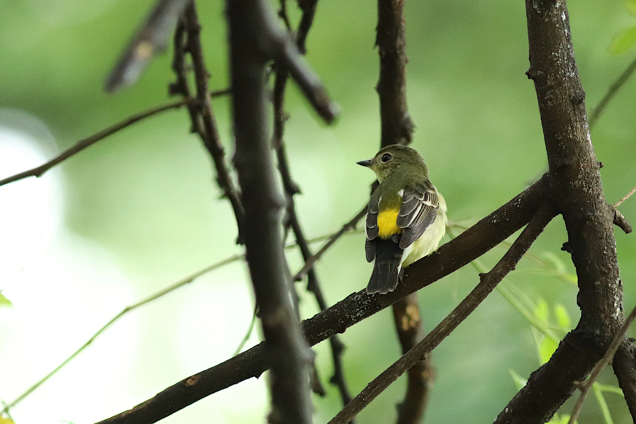 Yellow-rumped Flycatcher (F)