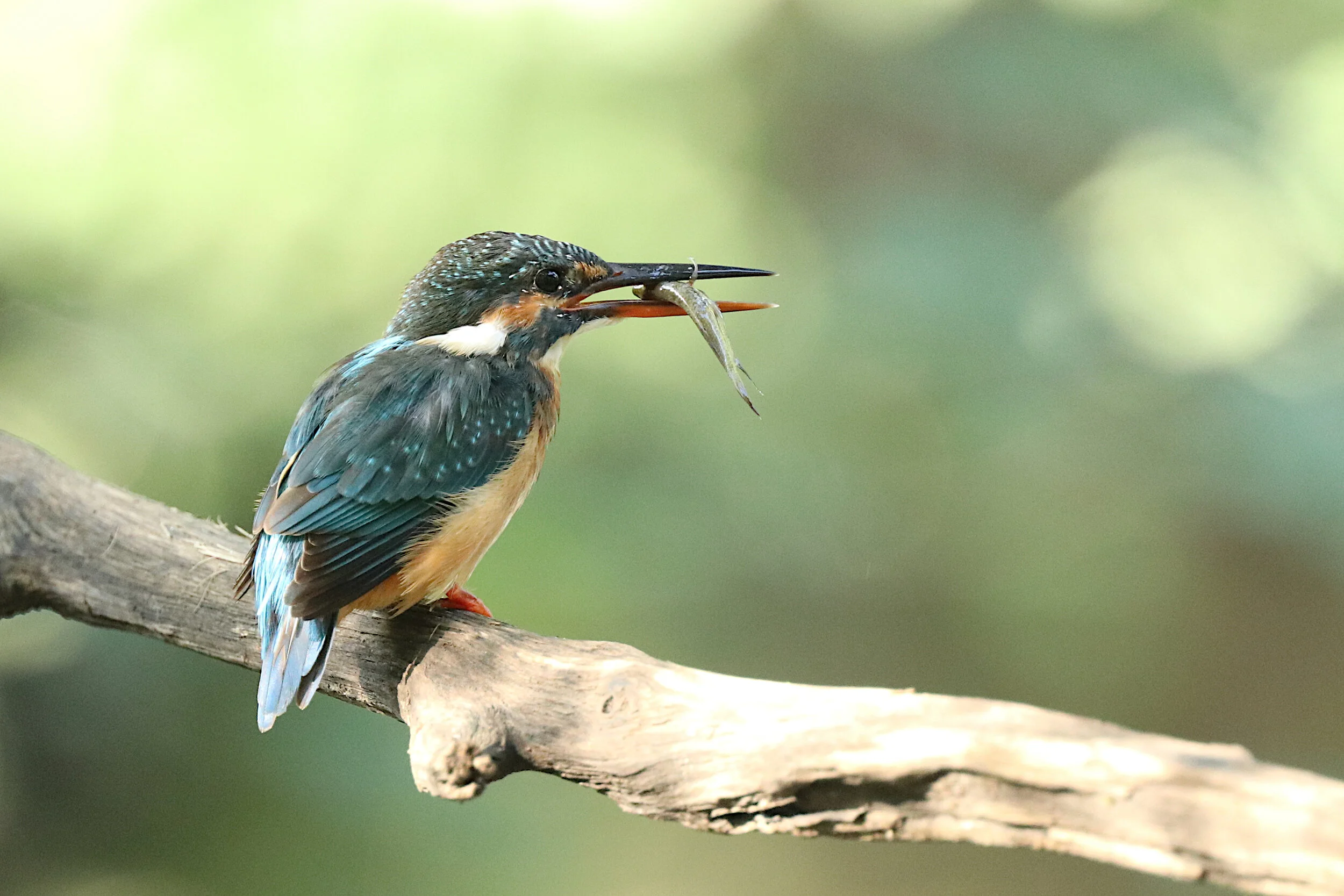 Common Kingfisher (f)