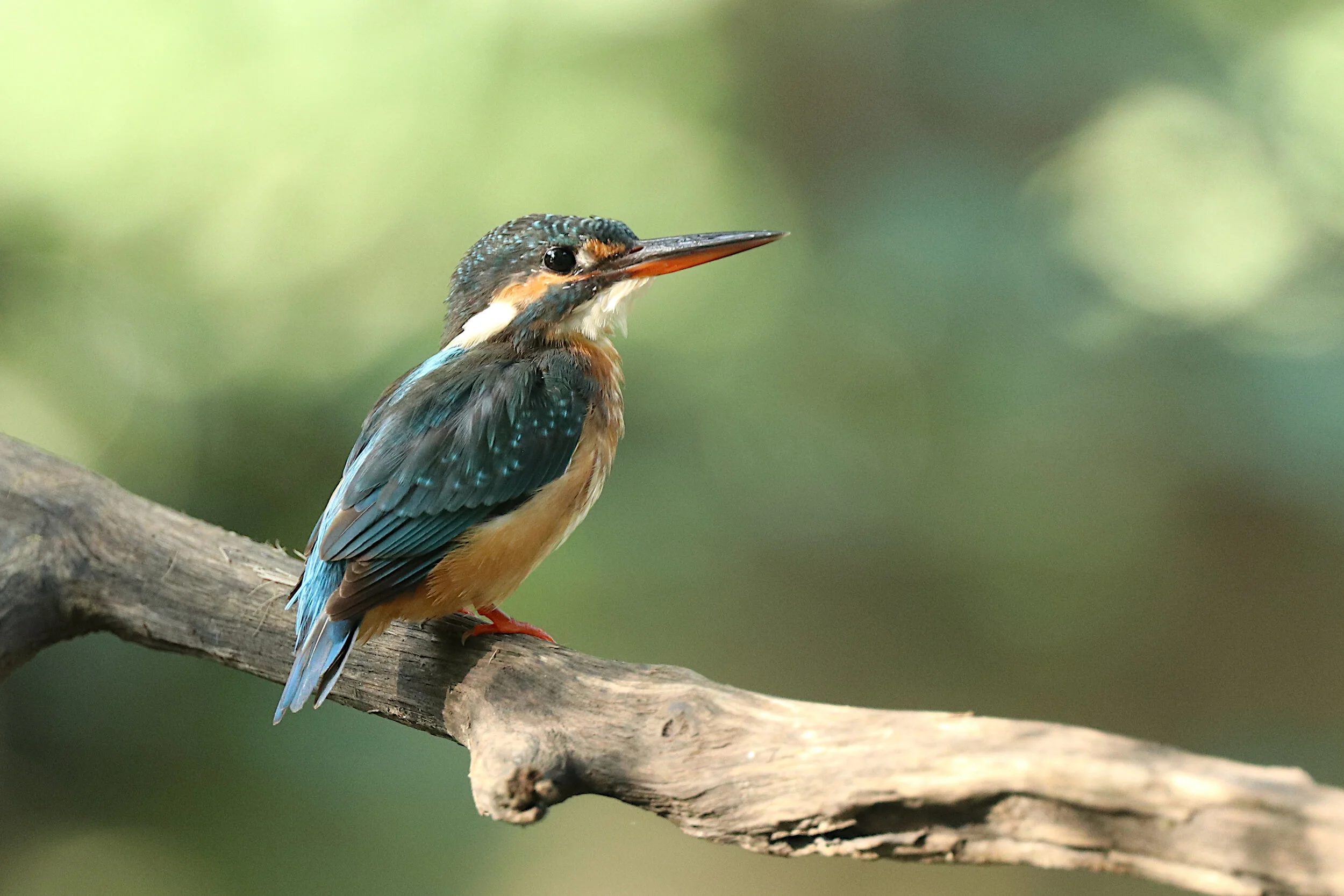 Common Kingfisher (f)