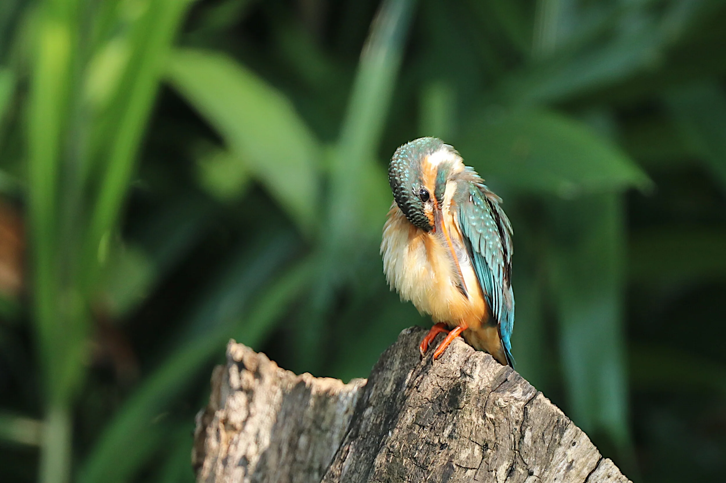 Common Kingfisher (f)