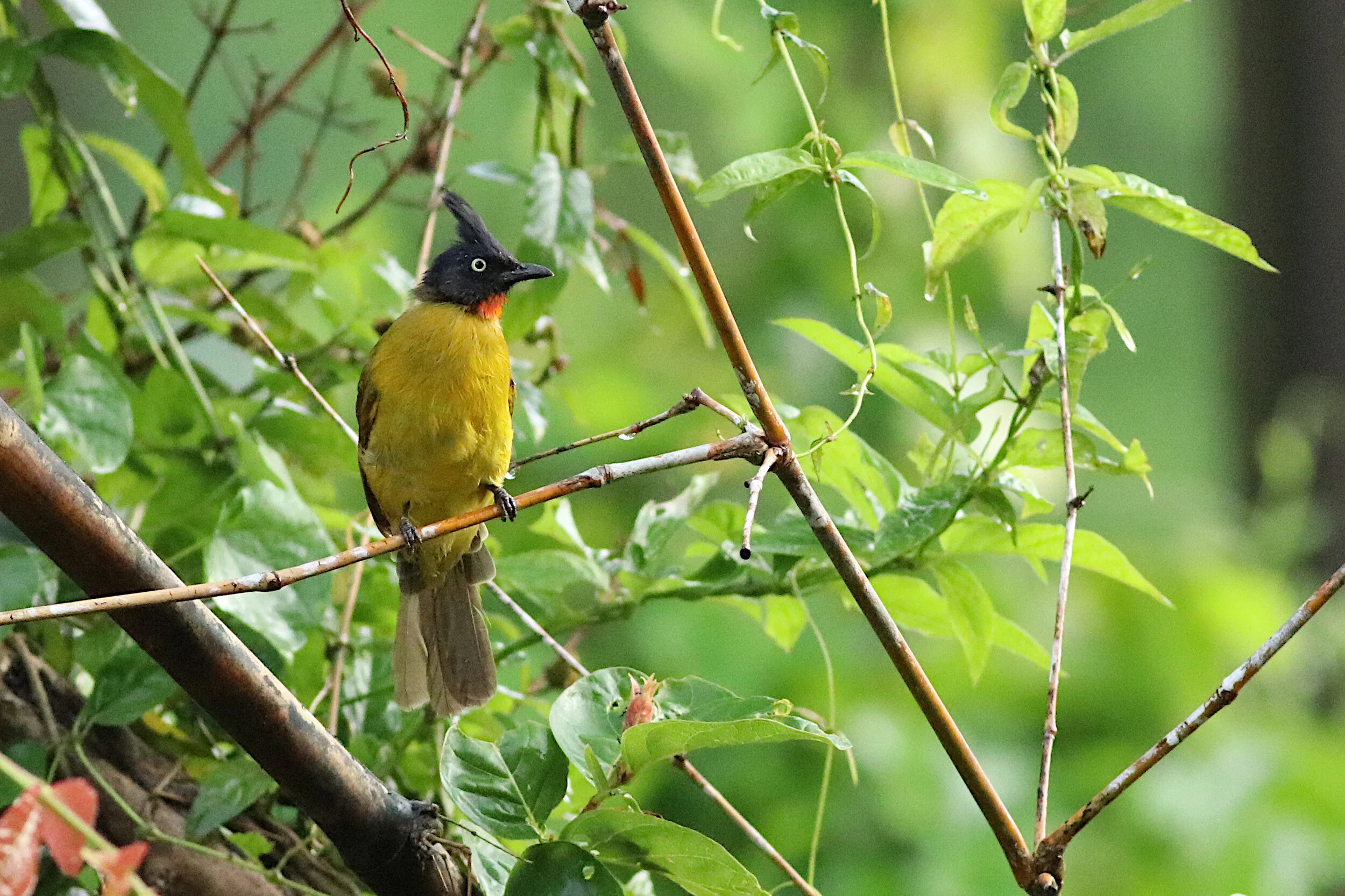 Black-crested Bulbul (jonsoni)