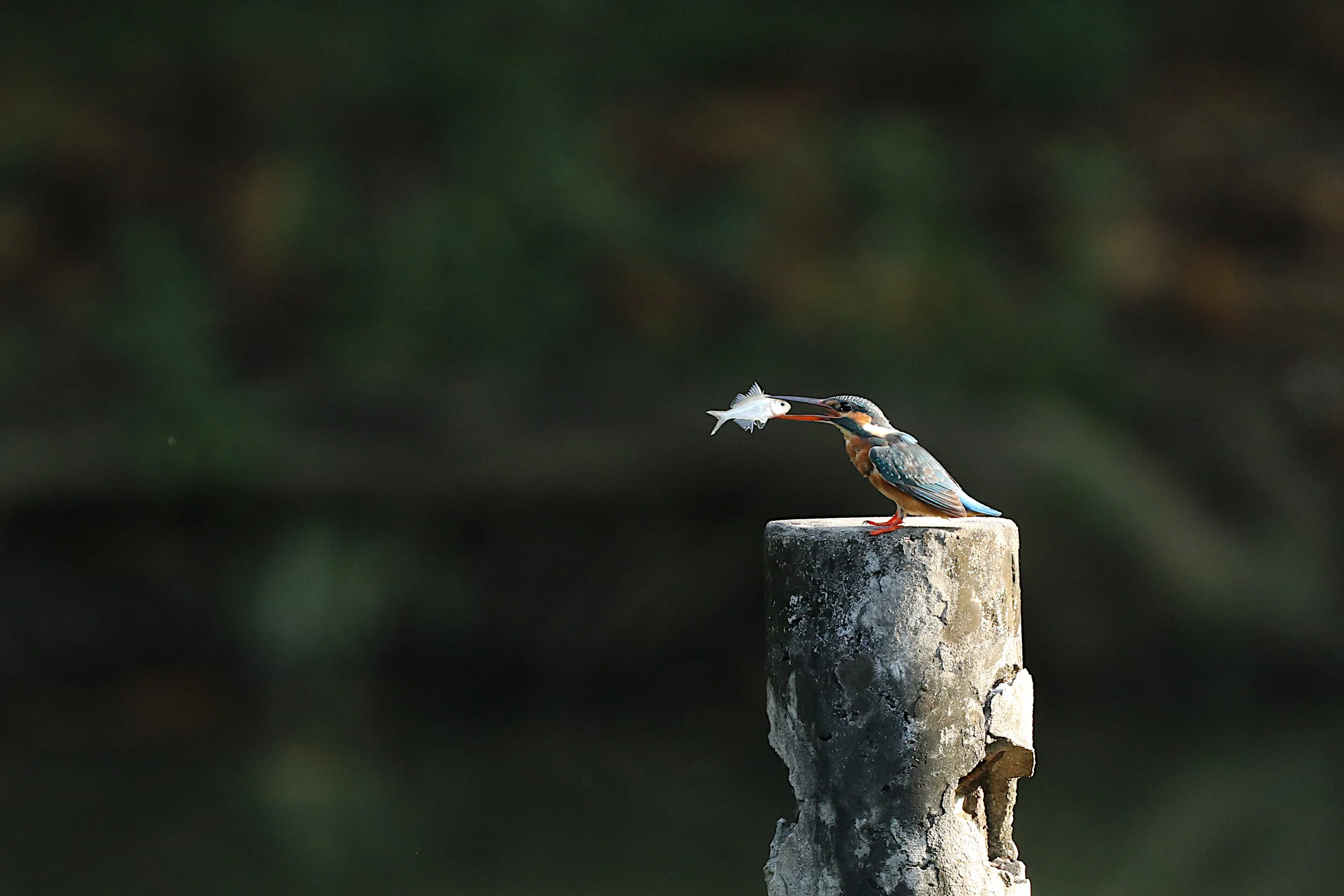 Common Kingfisher (f)