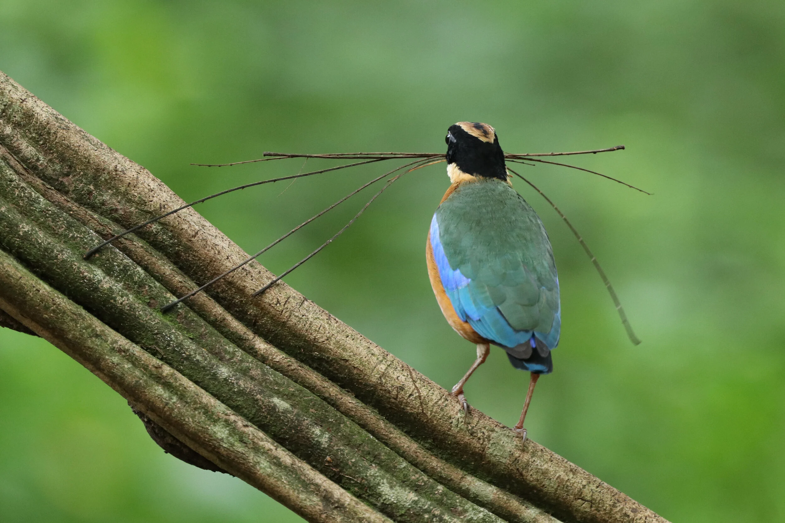 Blue-winged Pitta 5Jun20_5.JPG