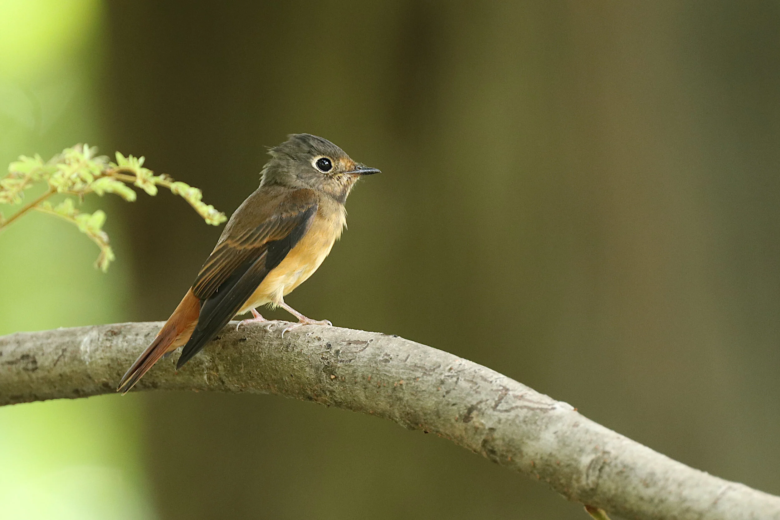 Ferruginuous Flycatcher 10Nov20_21.JPG