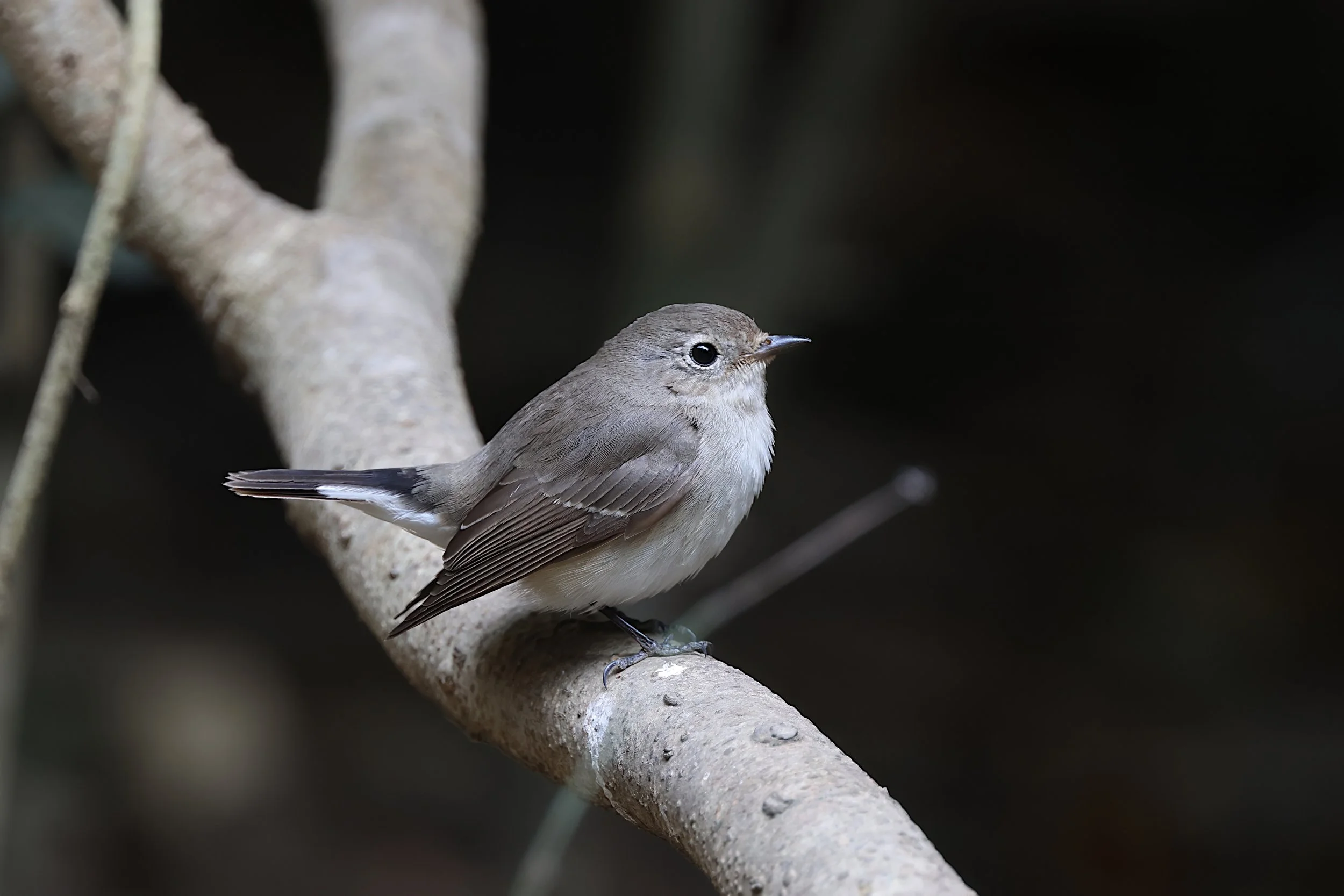 Taiga Flycatcher 2025
