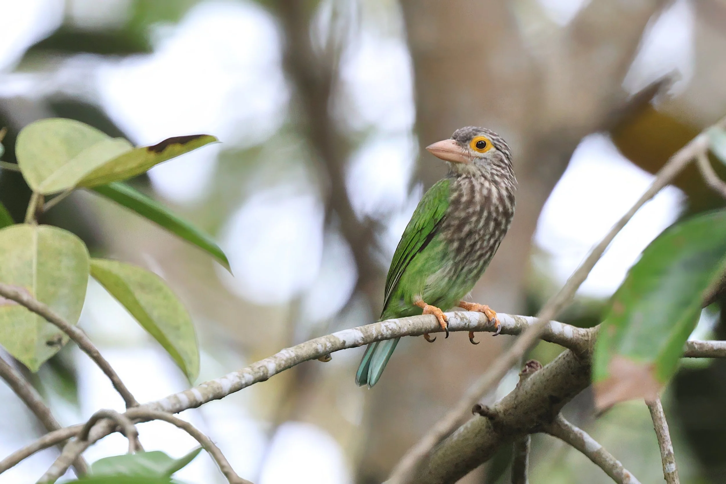 Lineated Barbet 16Jul25 1