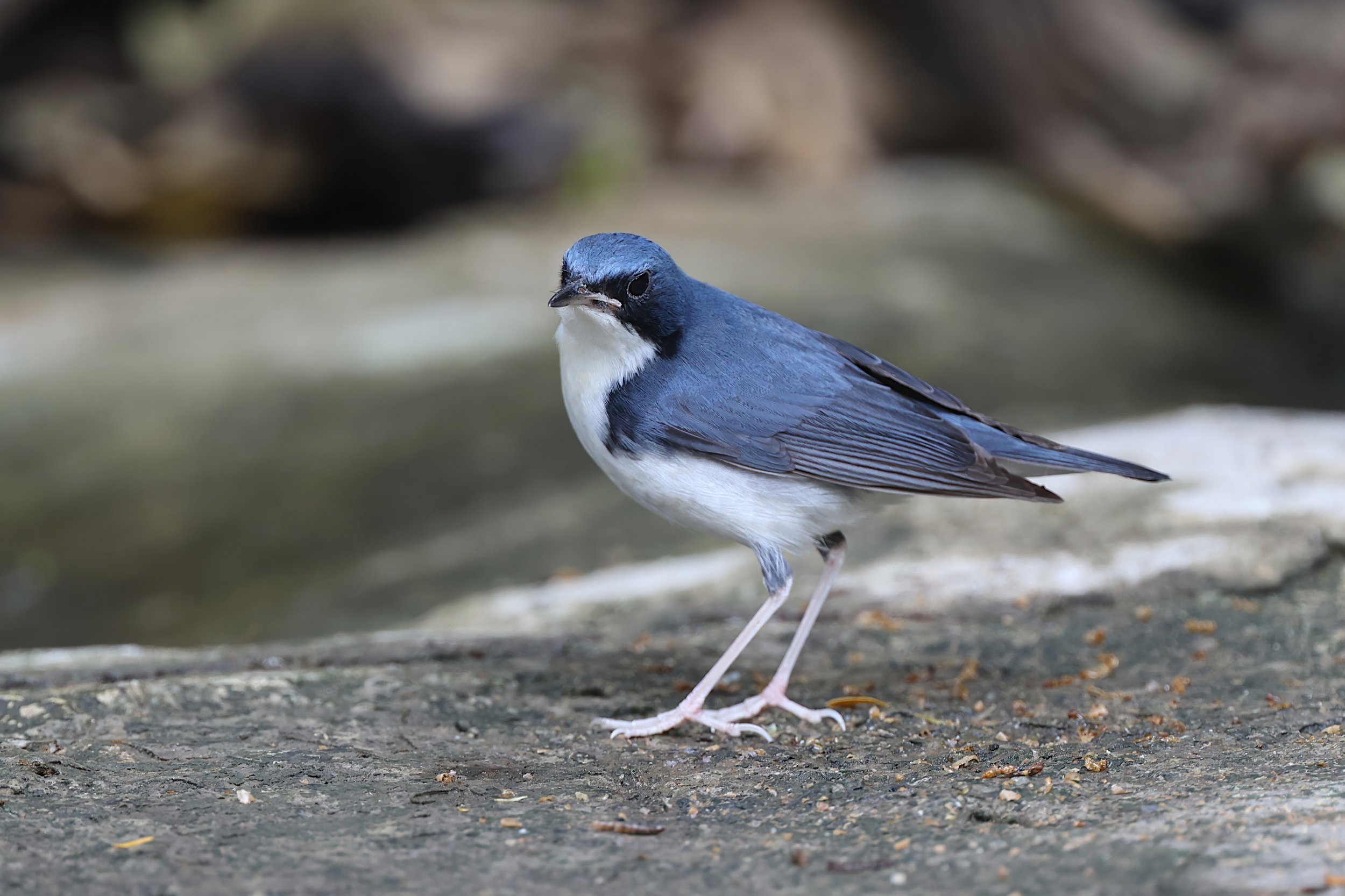 Siberian Blue Robin