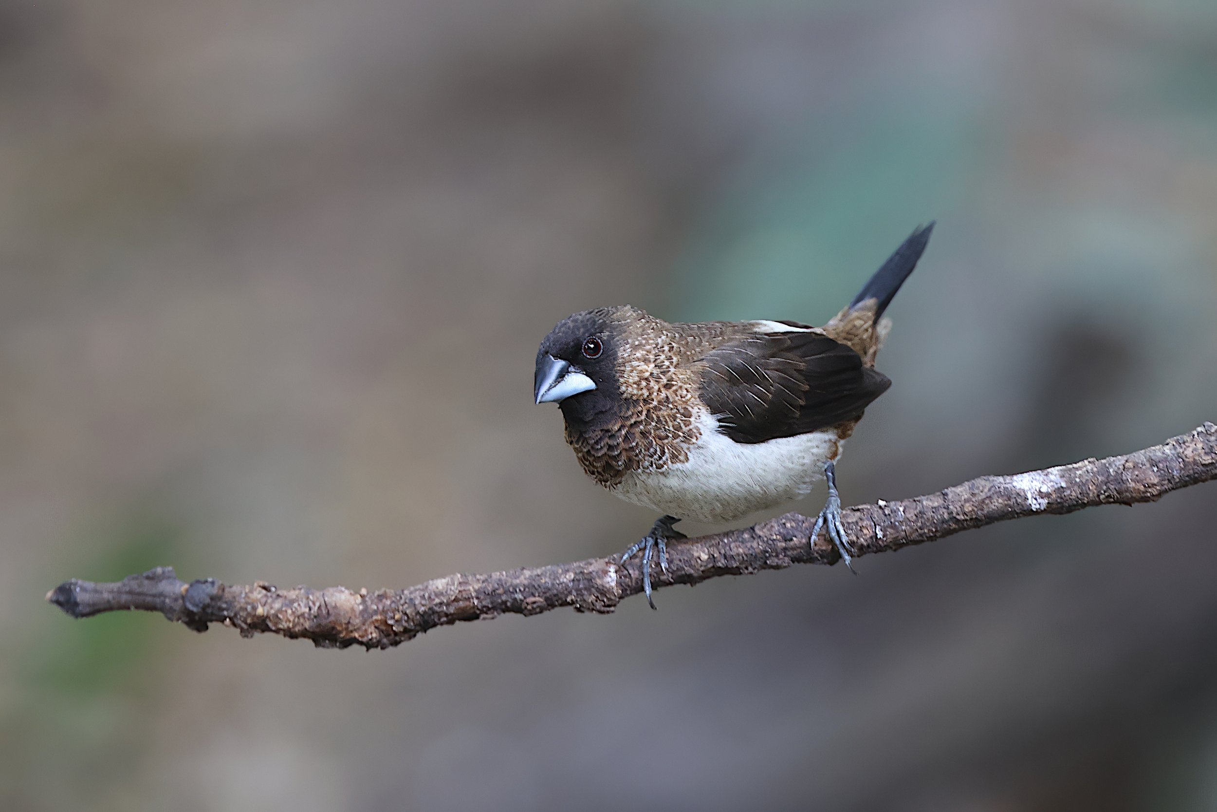  White-rumped Munia 